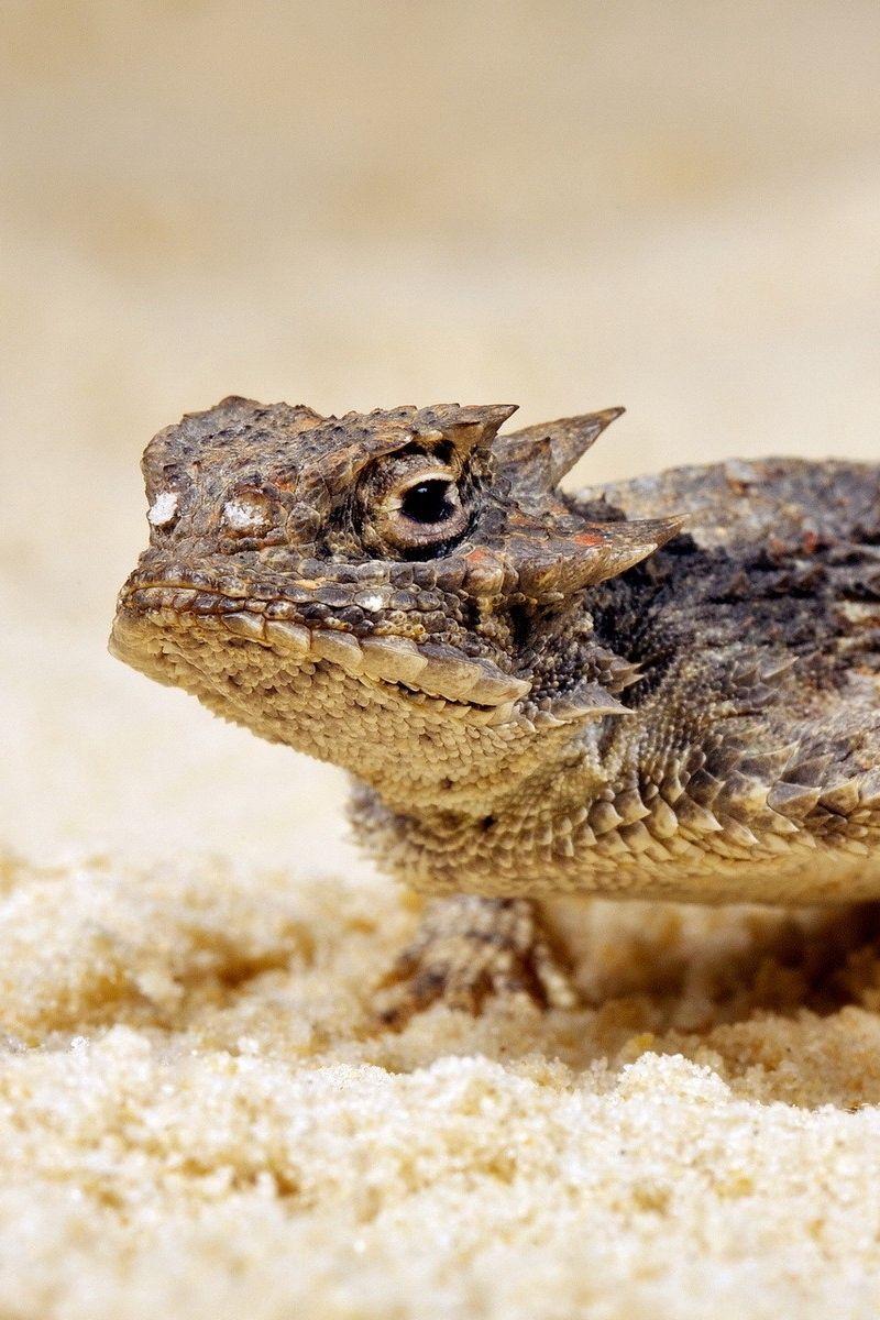 800x1200 Download Wallpaper 800x1200 Lizard, Reptile, Sand Iphone 4s 4