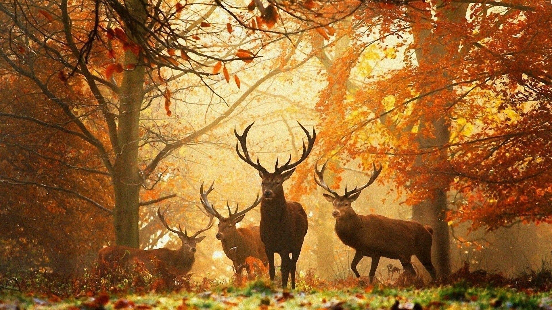 1920x1080 Wild Deer Picture Wallpaper