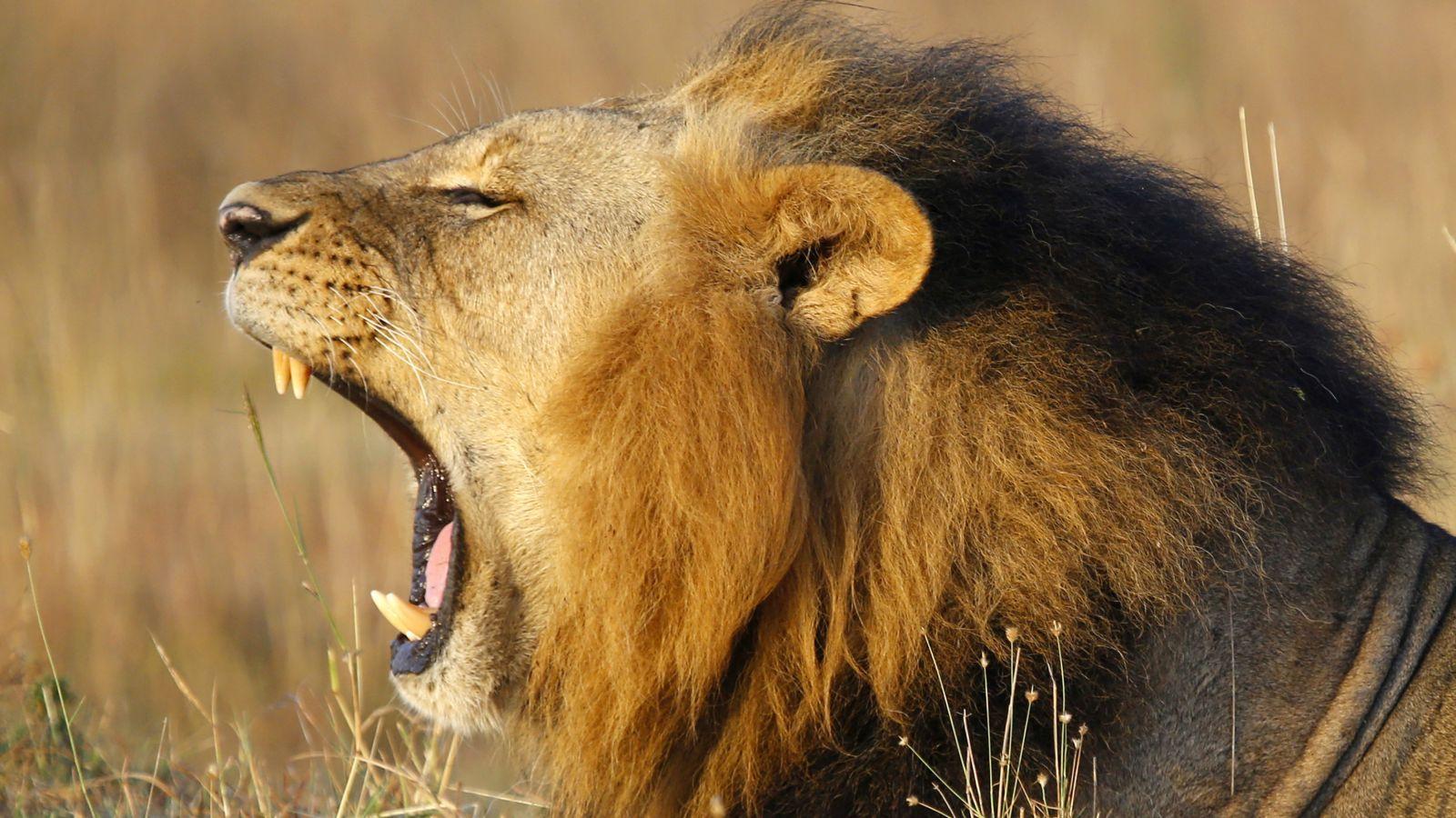 1600x900 Lion Picture Desktop Background