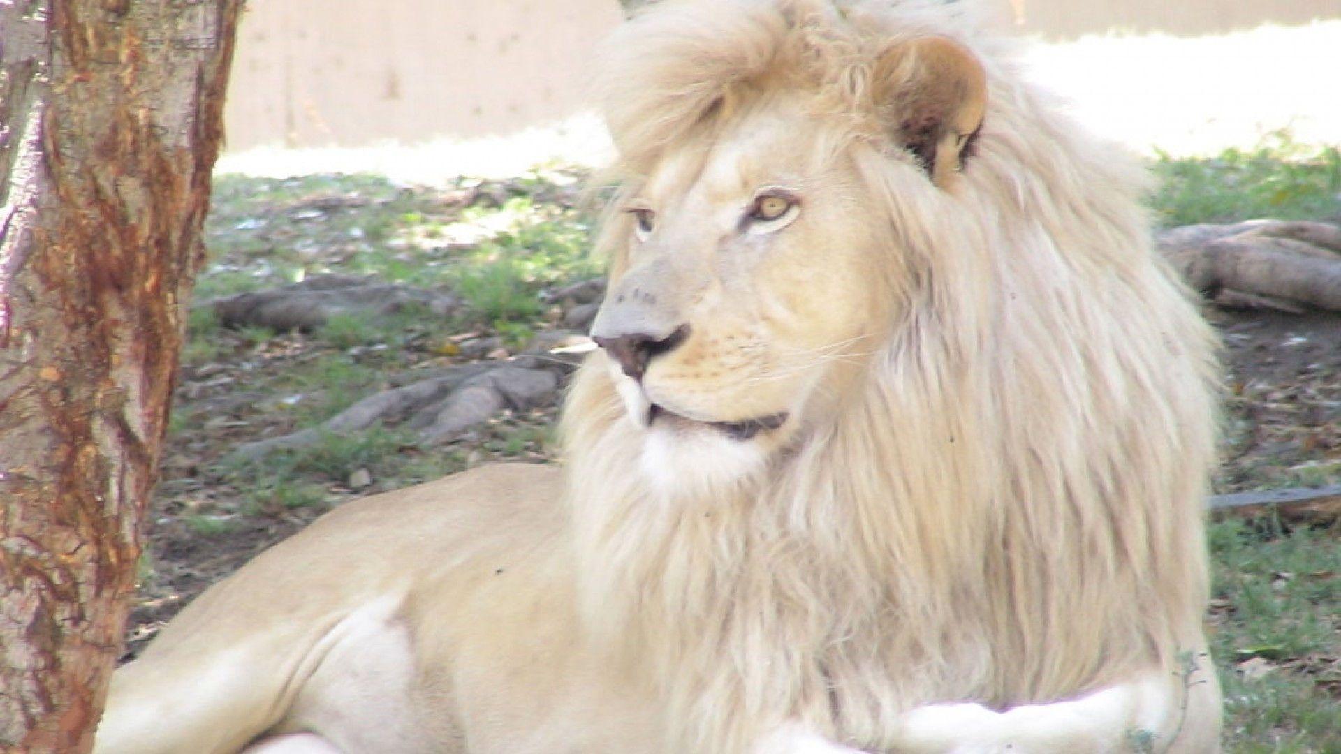 1920x1080 HD White Lion Wallpaper