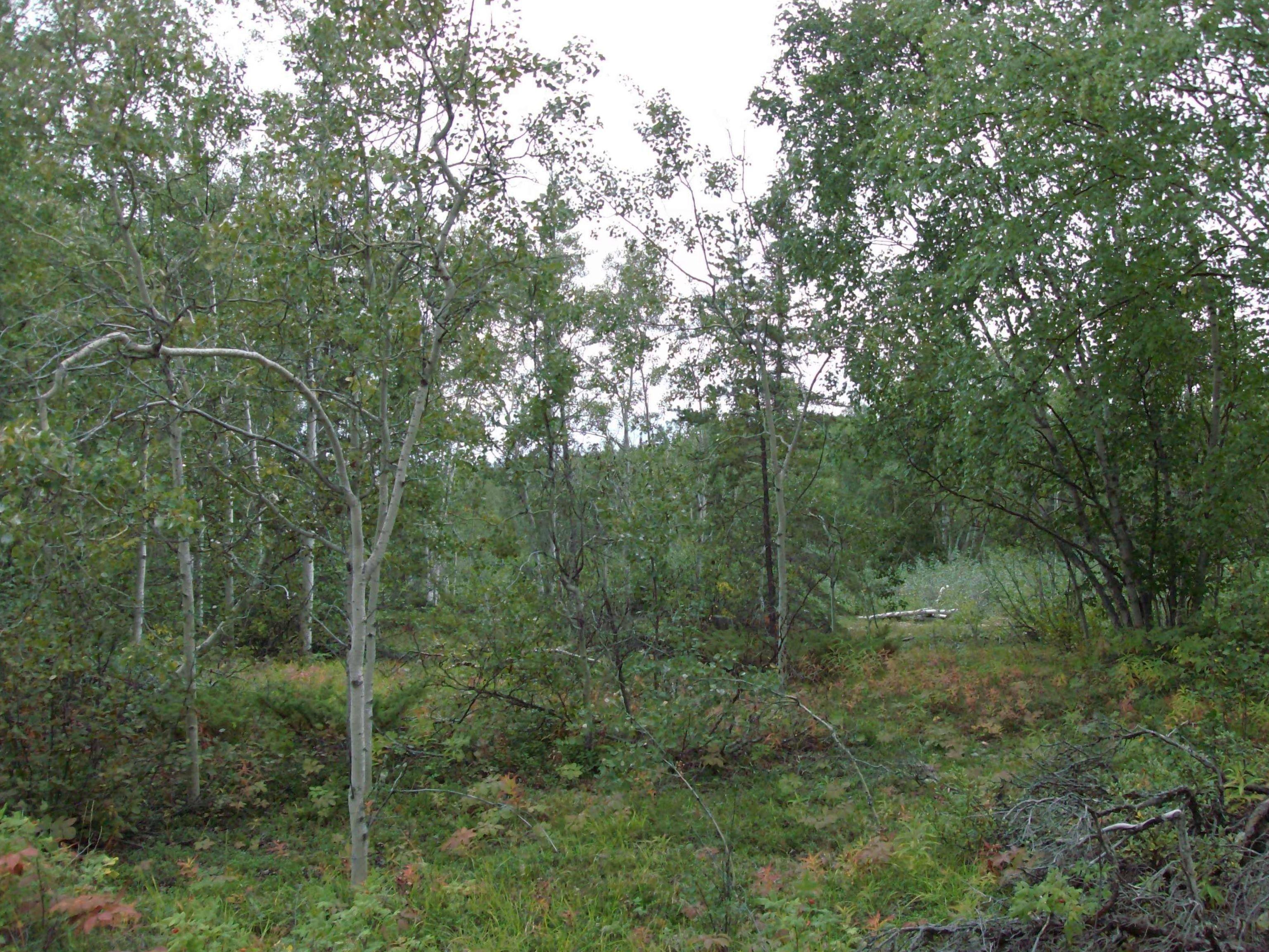 3072x2304 Forest: Canadian North Canada Wilderness Nature Forest Desktop