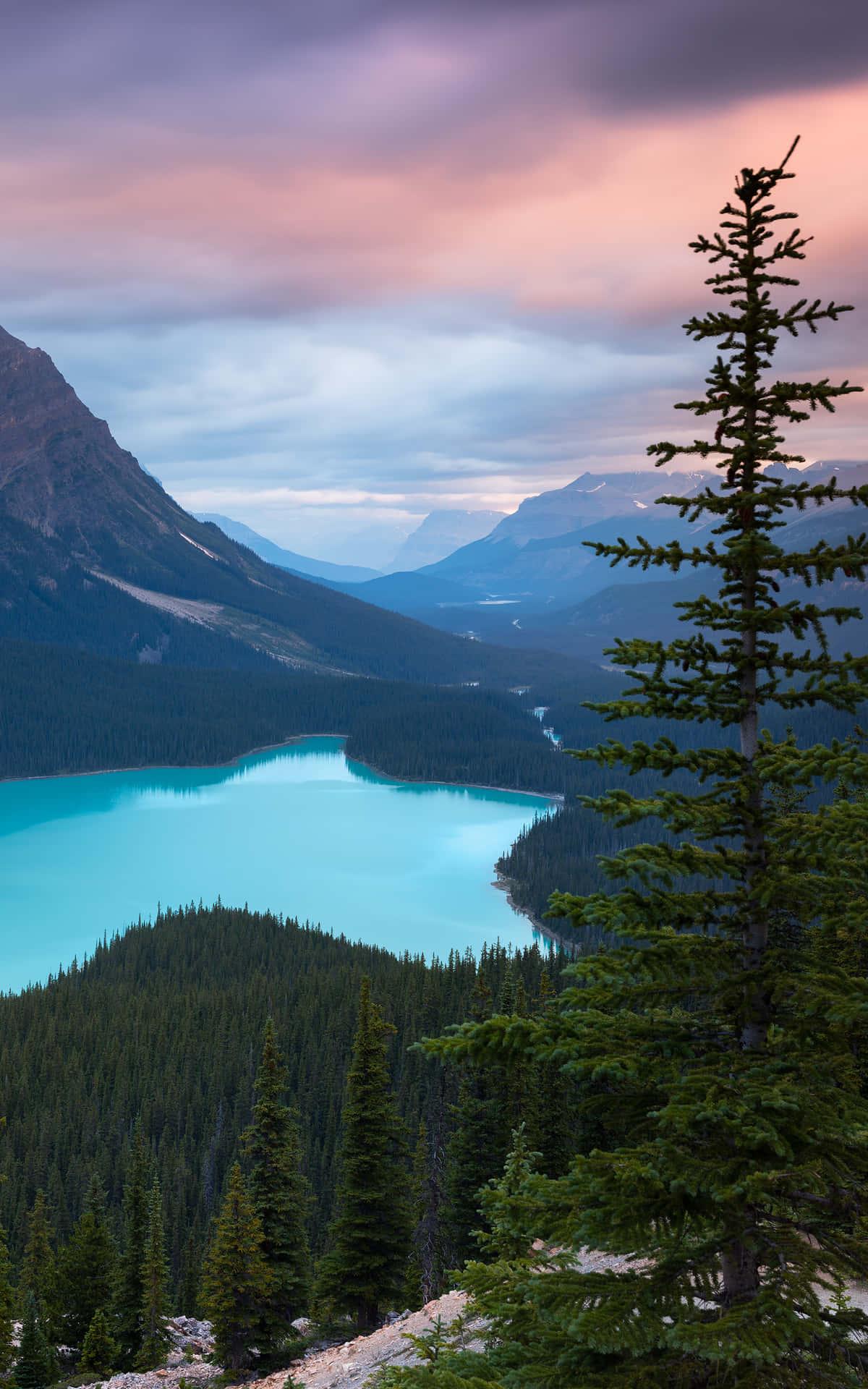 1200x1920 Download Celebrate the beauty of nature