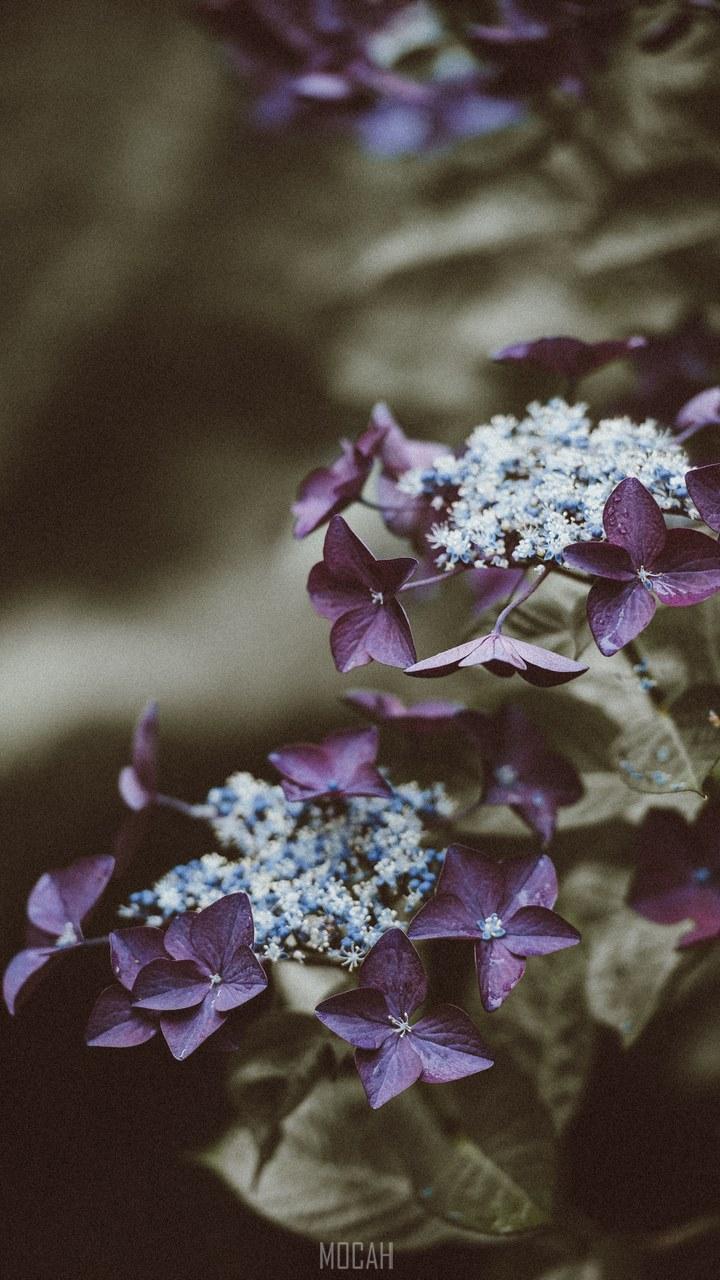 720x1280 hydrangea portrait orientation