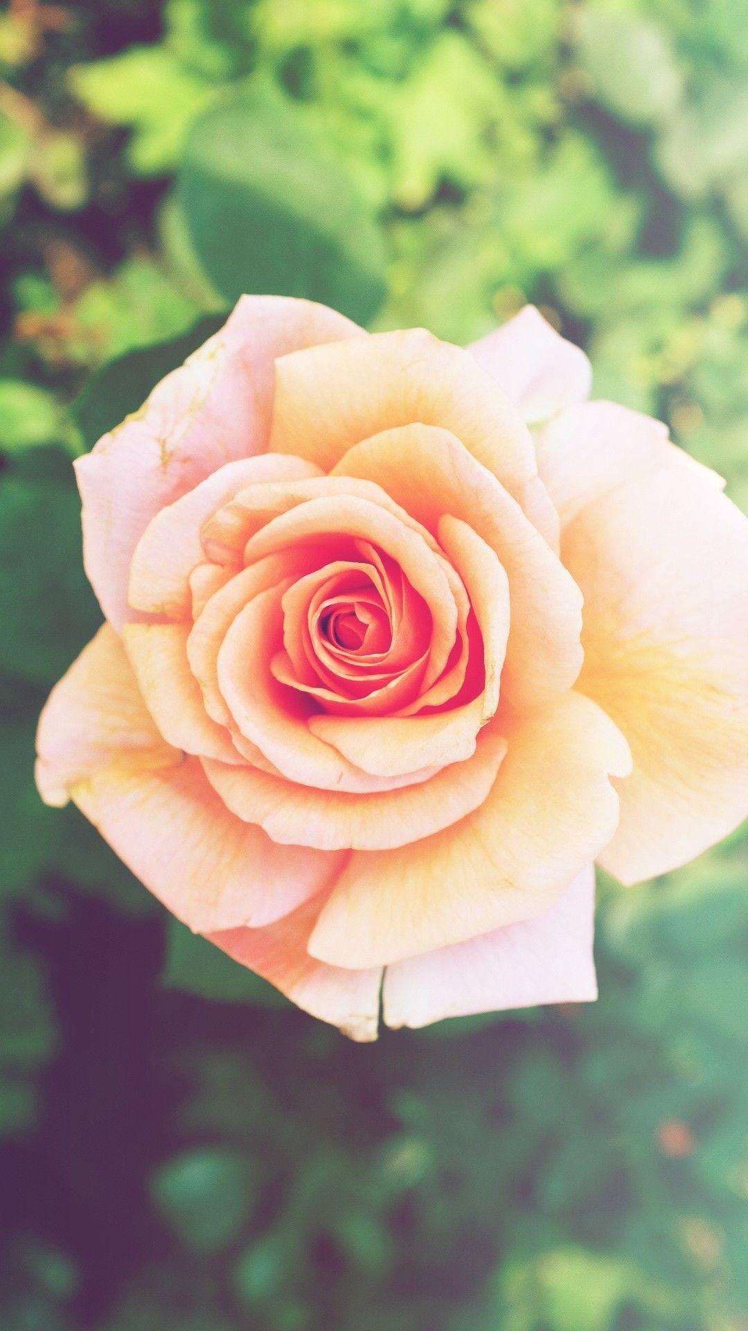 1080x1920 BEAUTIFUL NATURE WALLPAPER FREE TO DOWNLOAD. iPhone wallpaper