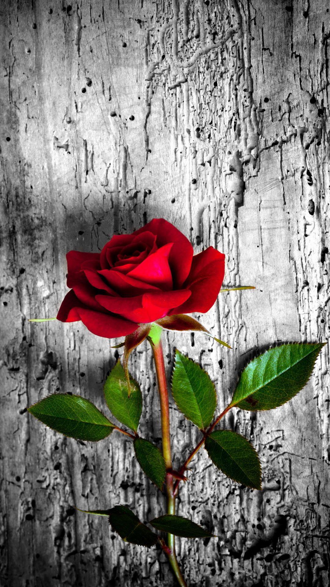 1080x1920 Red Rose Happy Valentine's Day Roses Flowers For IPhone Mobile