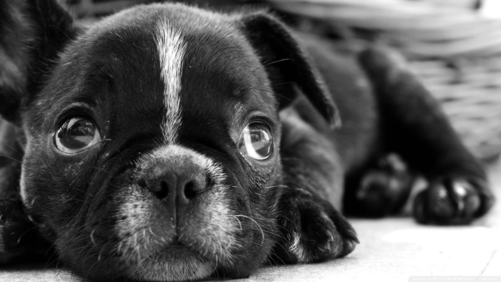 1920x1080 French Bulldog wallpaper (4) Doggy Rocks