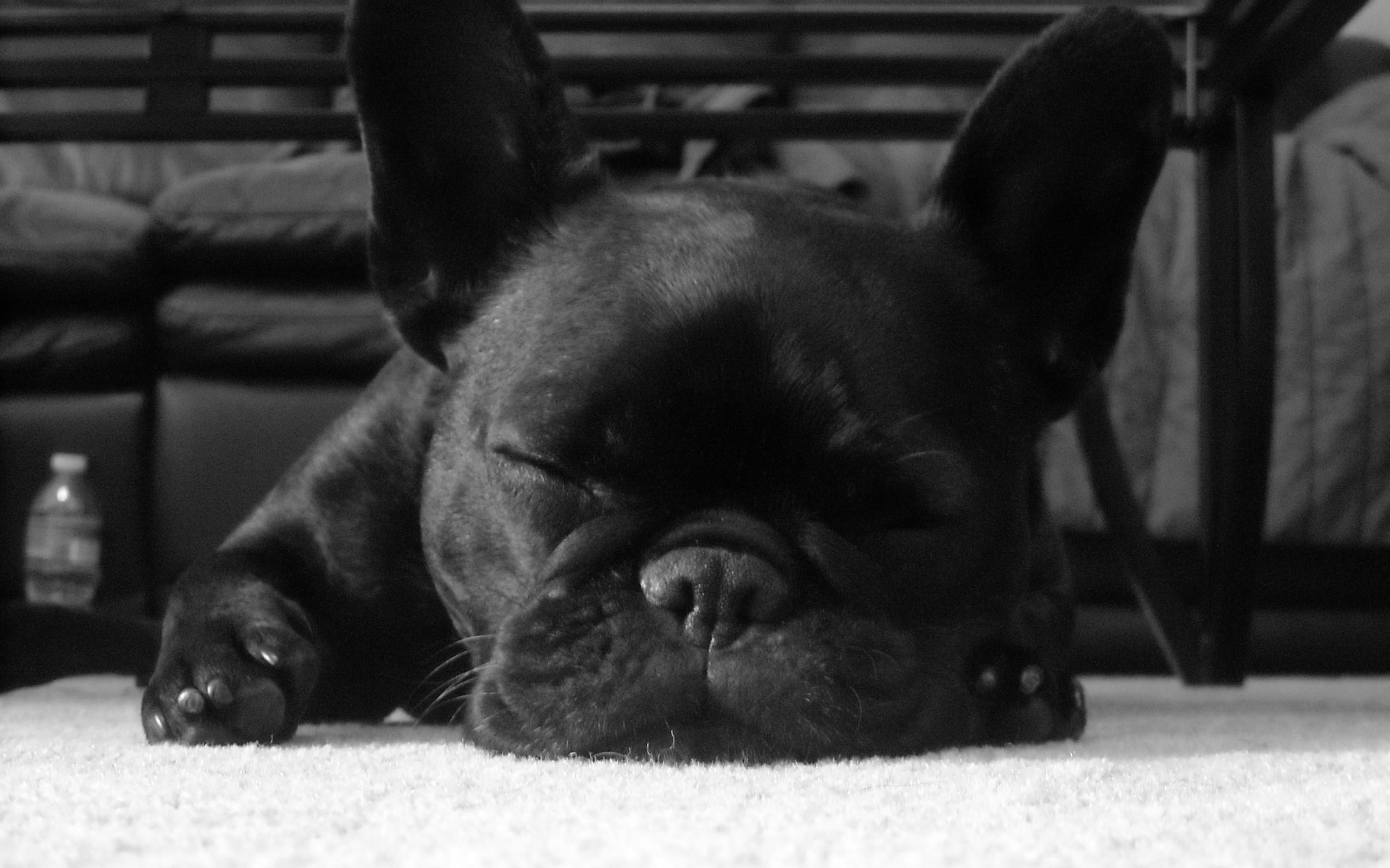 2560x1600 Black French Bulldog Puppy, HD Wallpaper Image (no.3) 2560x1600