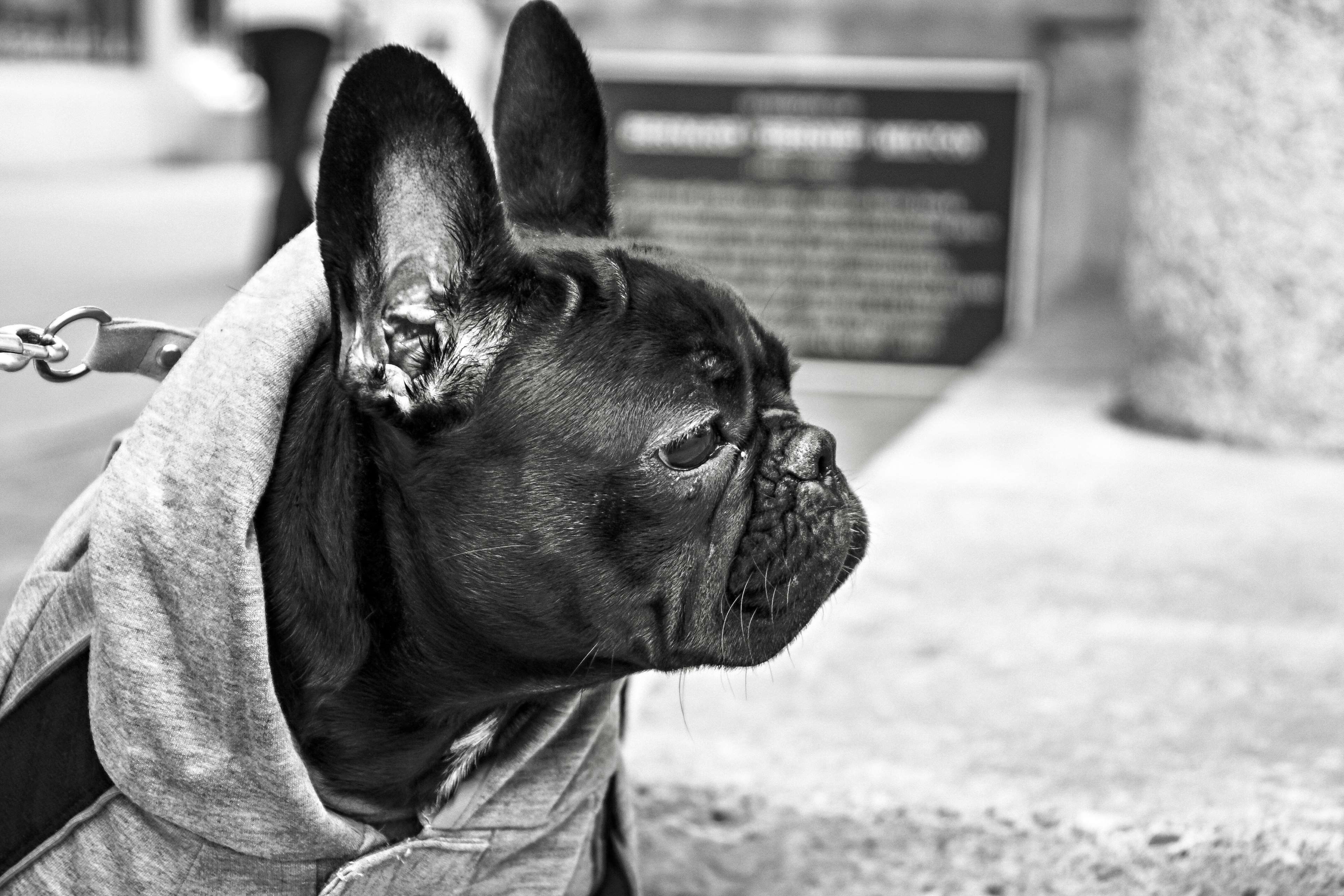 3840x2560 animal, black and white, bulldog, dog, guard, head, observing, pet