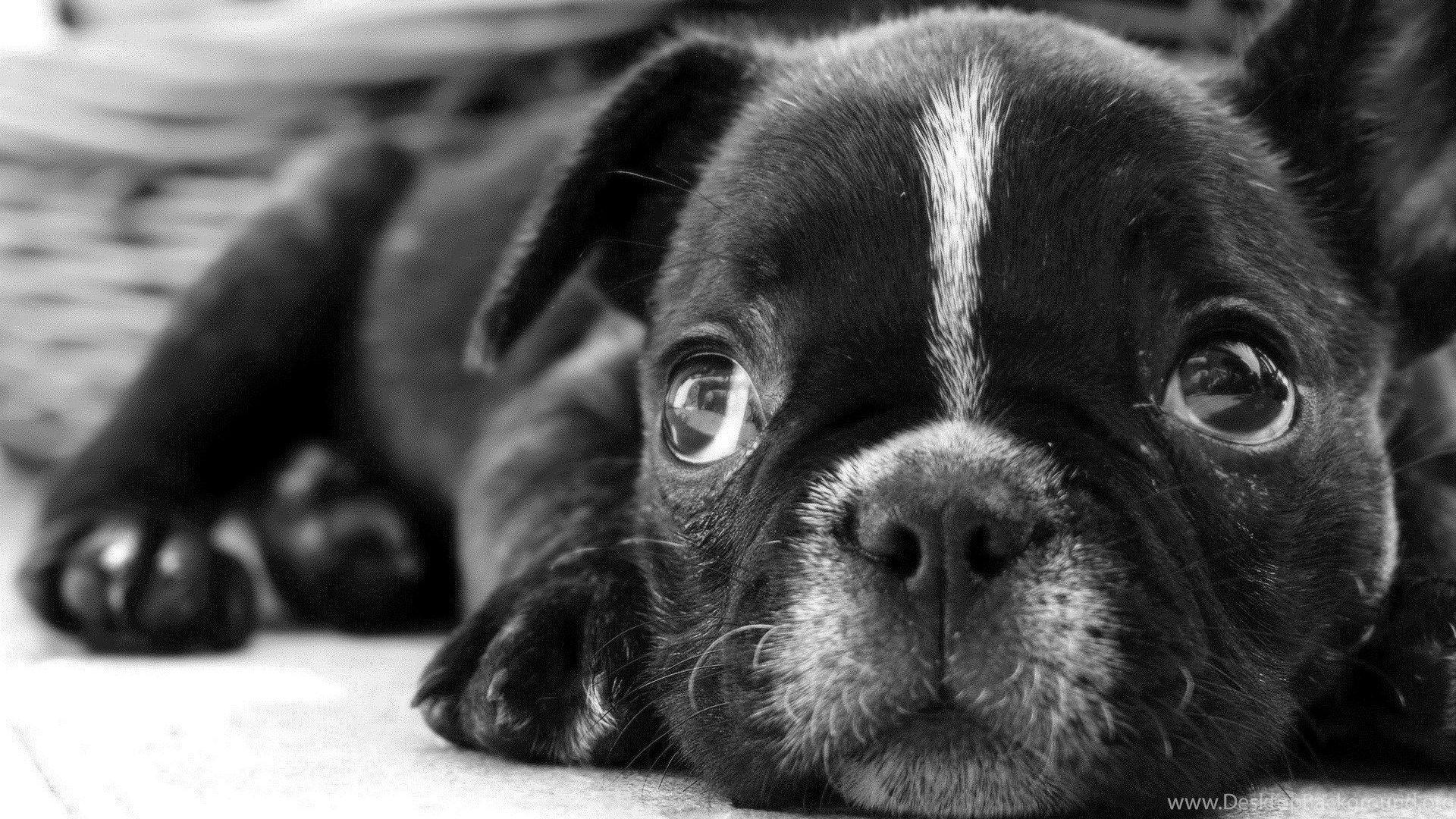 1920x1080 Black French Bulldog Wallpaper. Desktop Background
