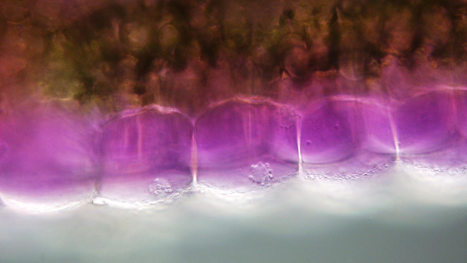 1920x1080 Zebrina leaf margin cell with nuclei