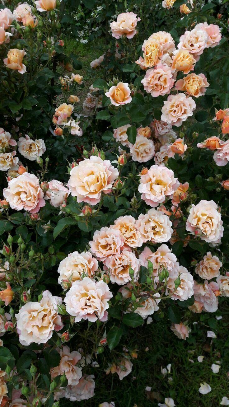 736x1308 hoa hồng #love.  {hoa & hoa}.  điện thoại Iphone https://wallpaperaccess.com/full/946287.jpg