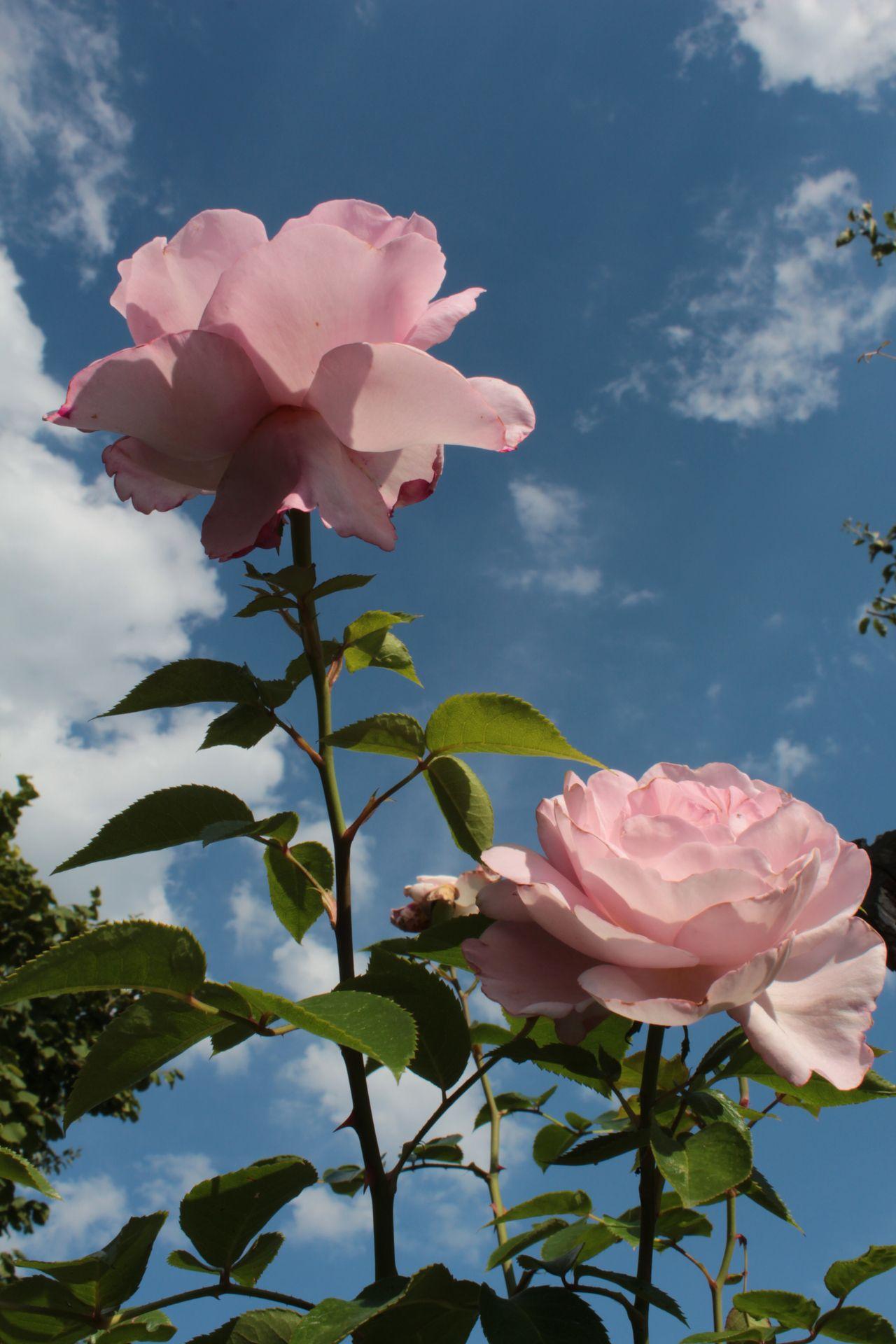 1280x1920 la Rose du petit Prince (Delbard).  Những bông hoa.  Hình nền, thẩm mỹ