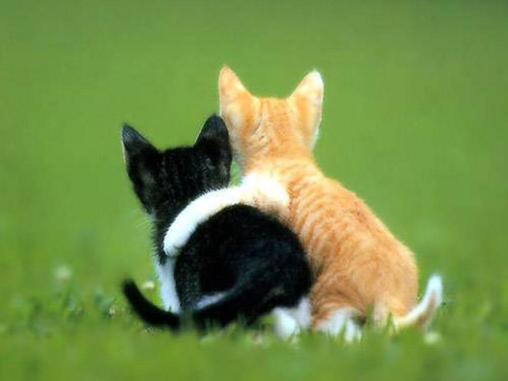 1024x768 Picture Of Cute Animals wallpaperx768