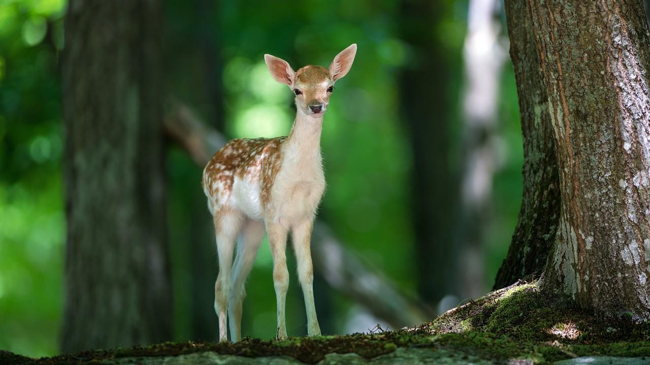 1280x720 Wallpaper Deer, cute animals, forest, Animals