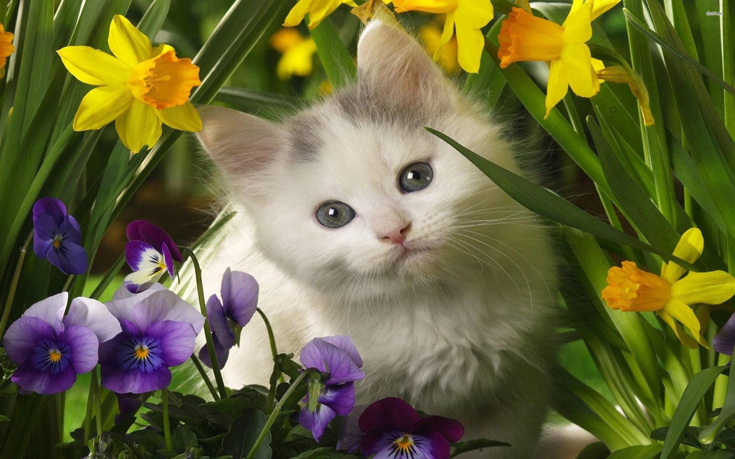 2880x1800 Cute animal Picture for Your Project on Animal Picture Society
