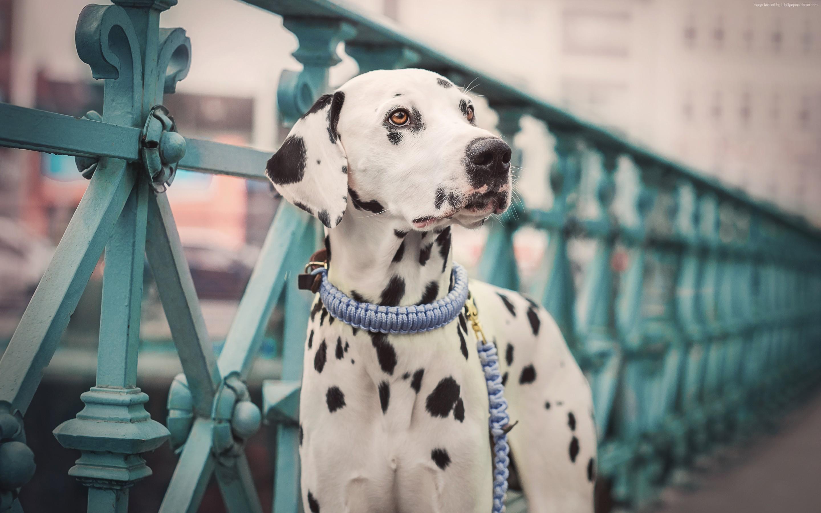 2880x1800 Dalmatian Dog Cute Animals HD Wallpaper