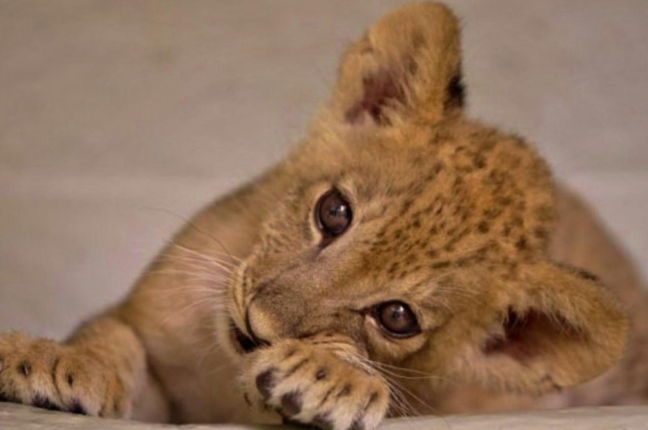 1273x846 Animal Wallpaper, Cool Pets, Animal Planet, Cute Animals, Animal