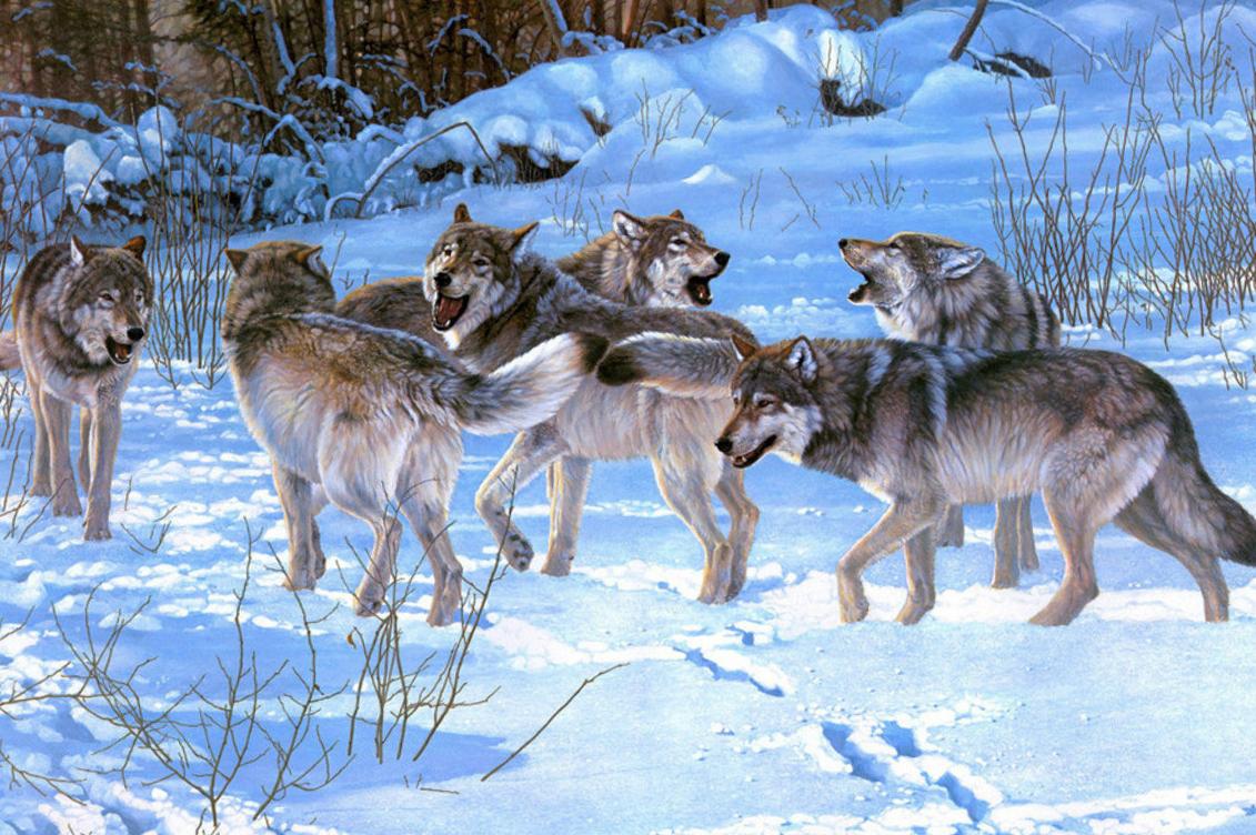 1131x752 Animal Wallpaper, Cute Animals, Free Animal Image, Wallpaper Of