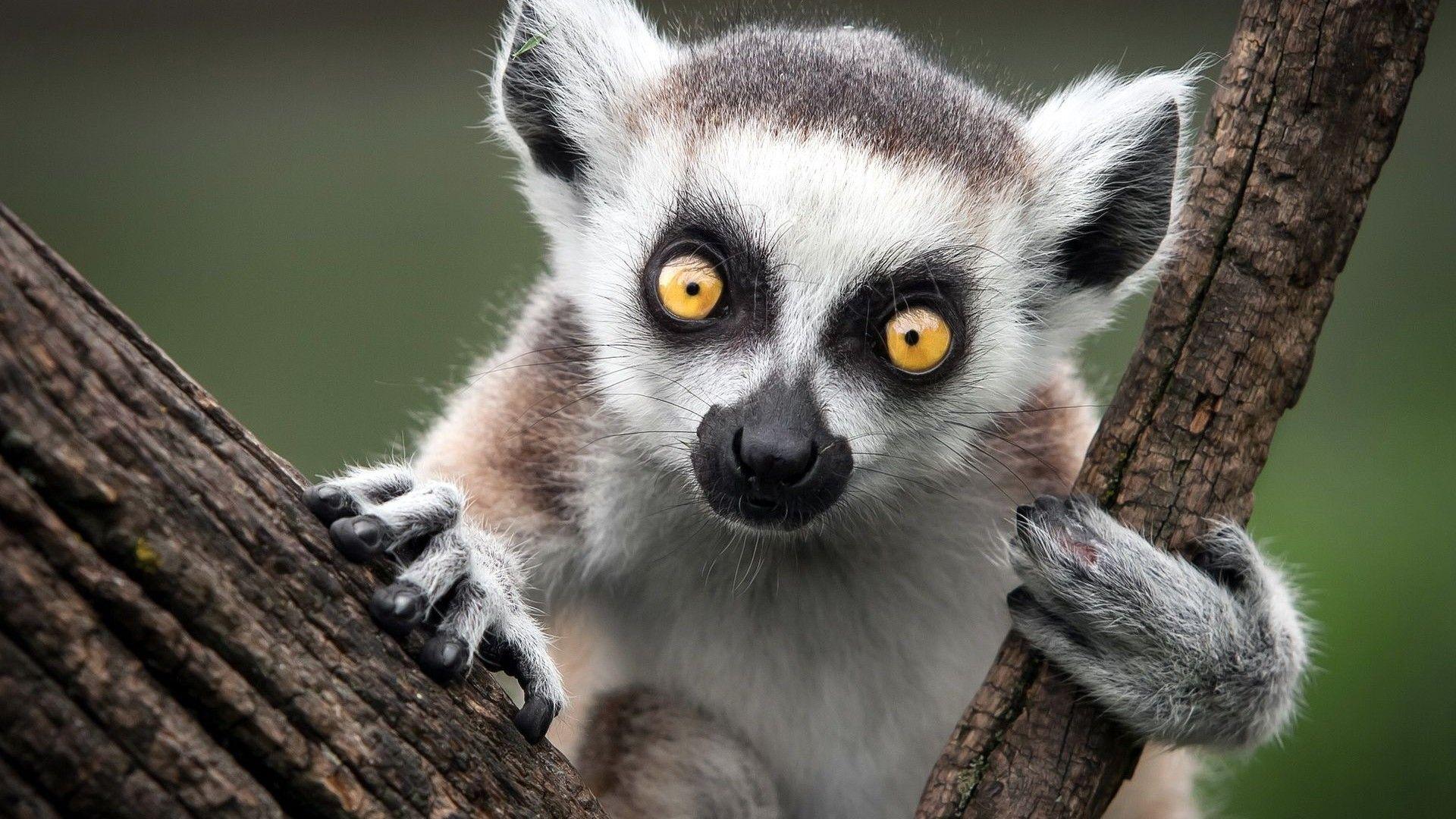 1920x1080 Lemur. Lemur, Animals, Animal facts