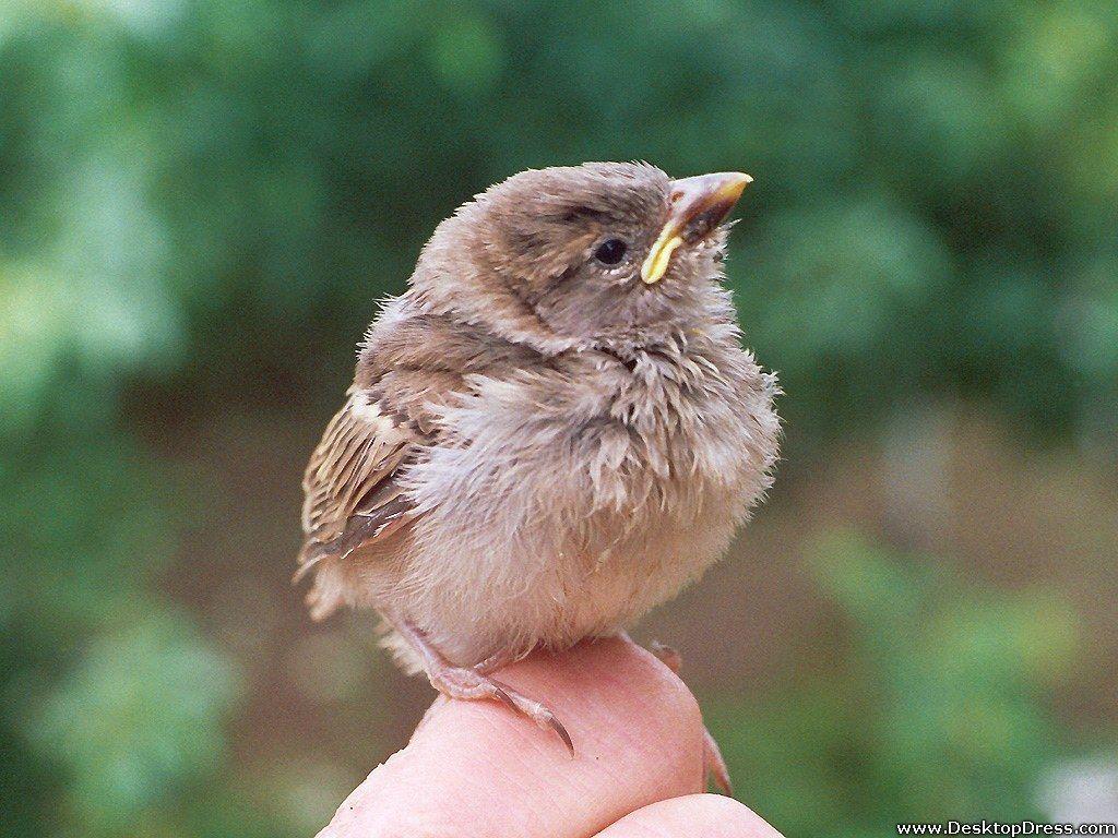 1024x768 Desktop Wallpaper Animals Background Baby Bird on the Hand