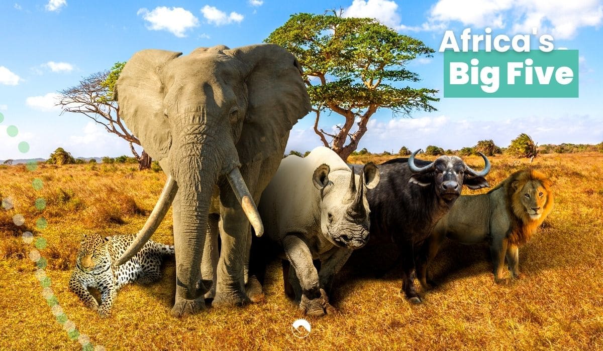 1200x700 Africa's Big Five: The Most Iconic Wildlife of the continent