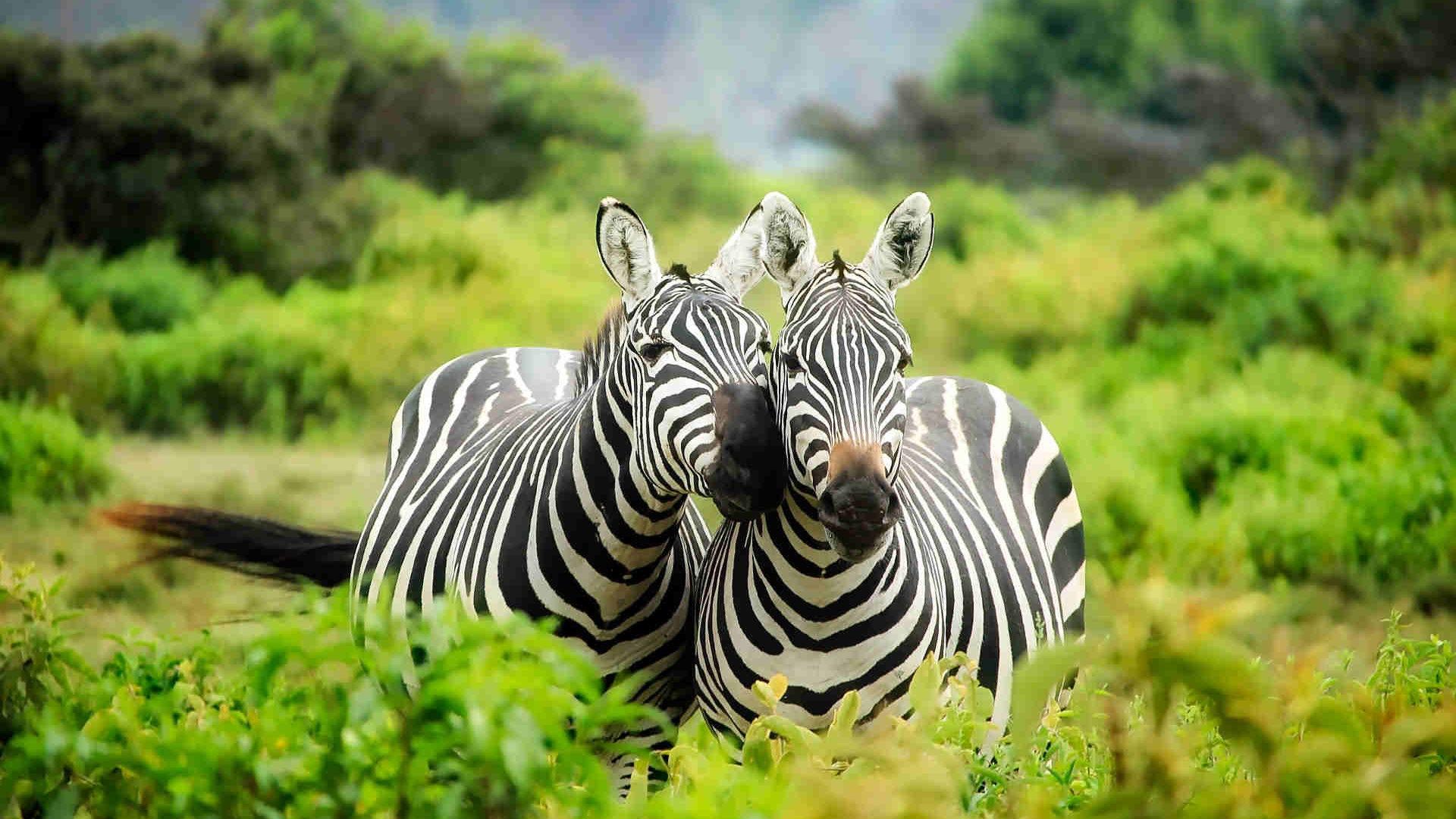 1920x1080 Big 5 wildlife conservation experience for families in South Africa