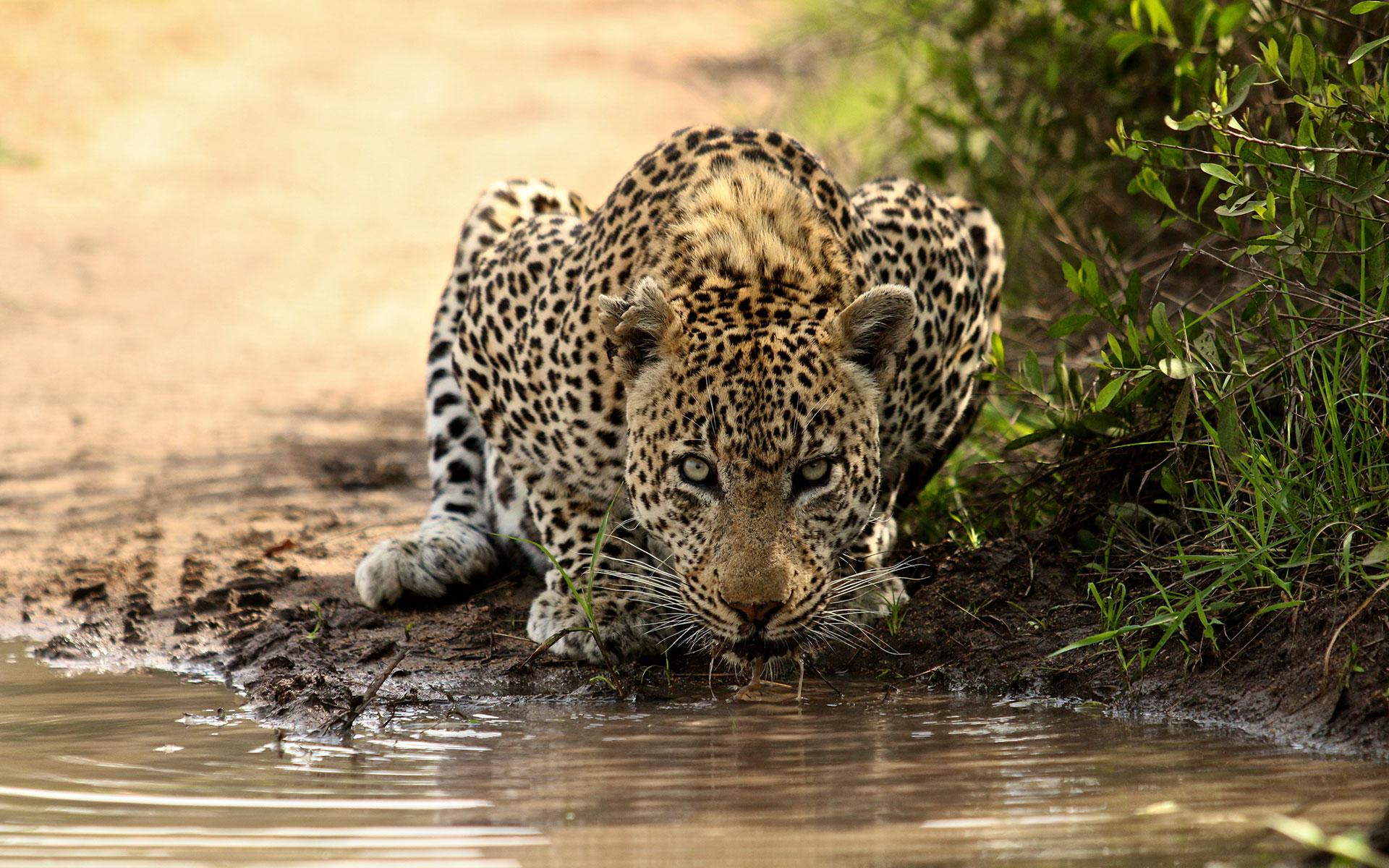 1920x1200 The Big Five Facts
