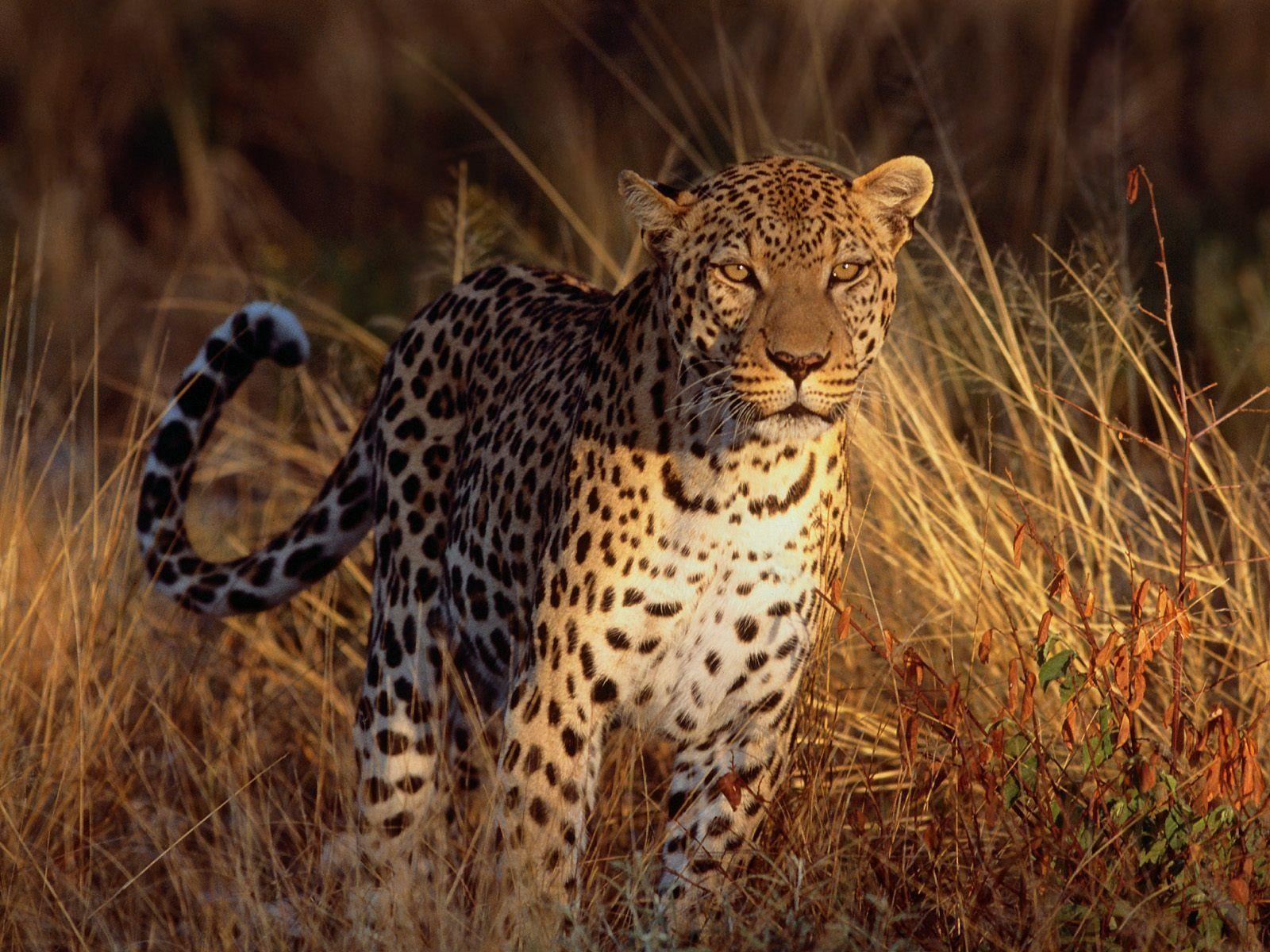 1600x1200 Big Cat Wallpaper