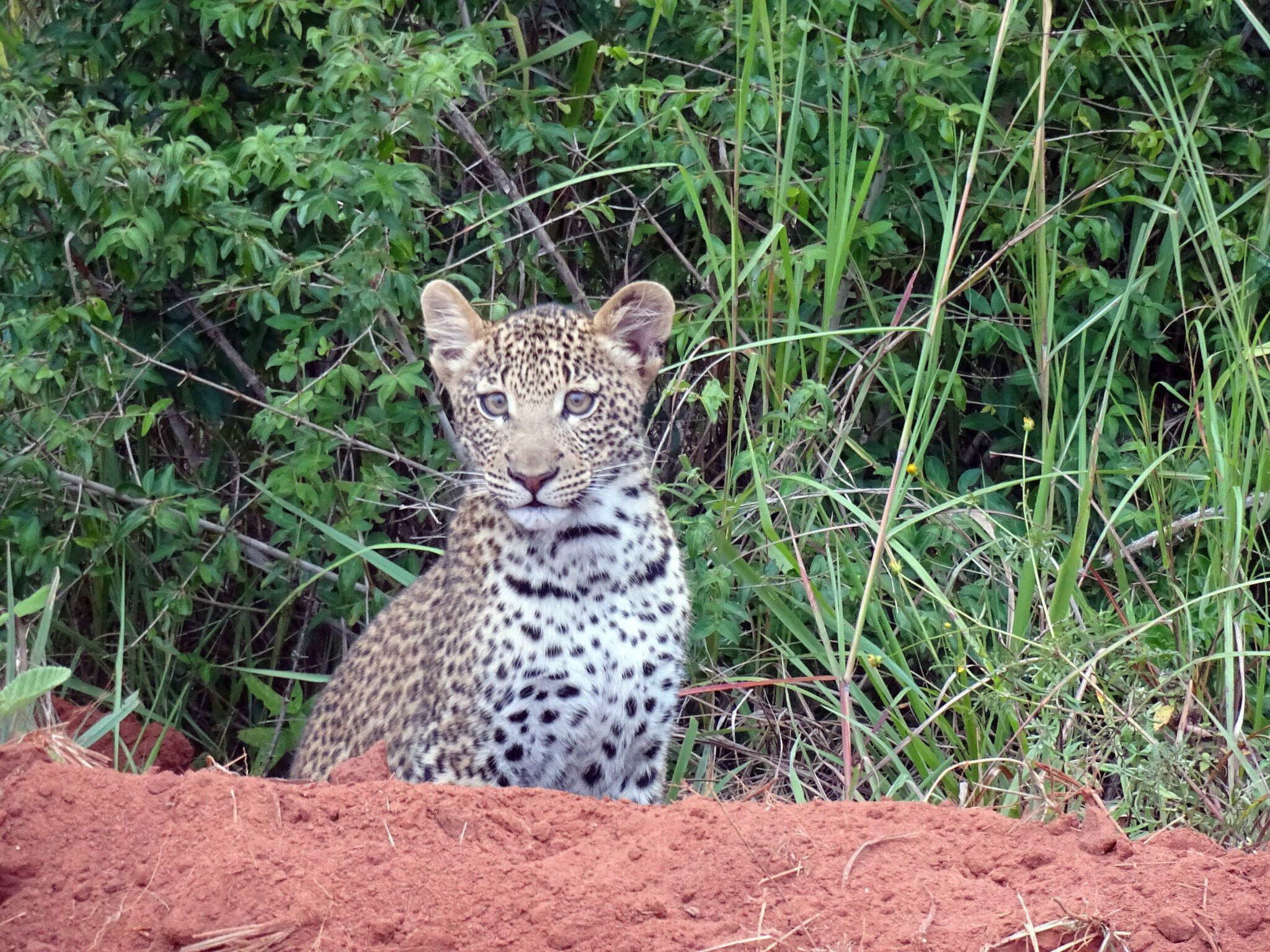 2048x1536 Surprising Facts about Kenya's Big Five. Africa & Asia Venture