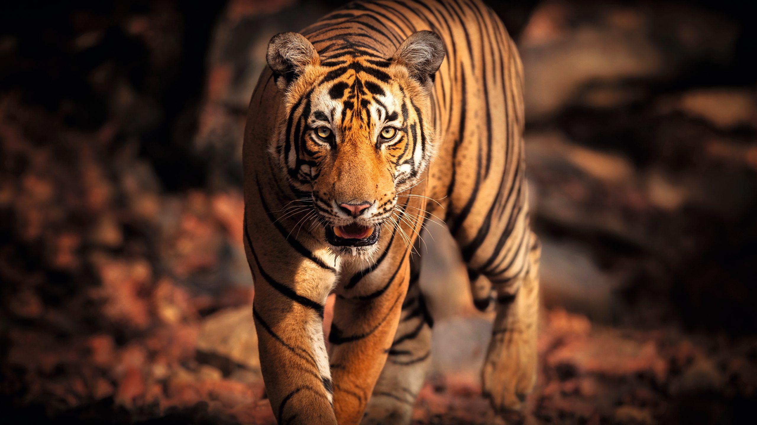 2560x1440 What are they and where to see The New Big 5. BBC Wildlife Magazine