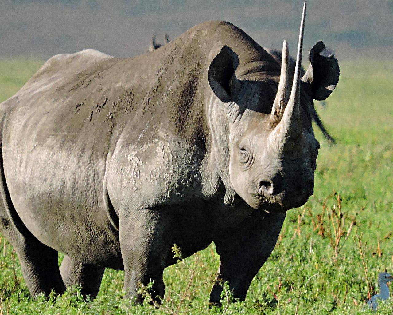 1280x1024 Fun Facts About the BIG FIVE