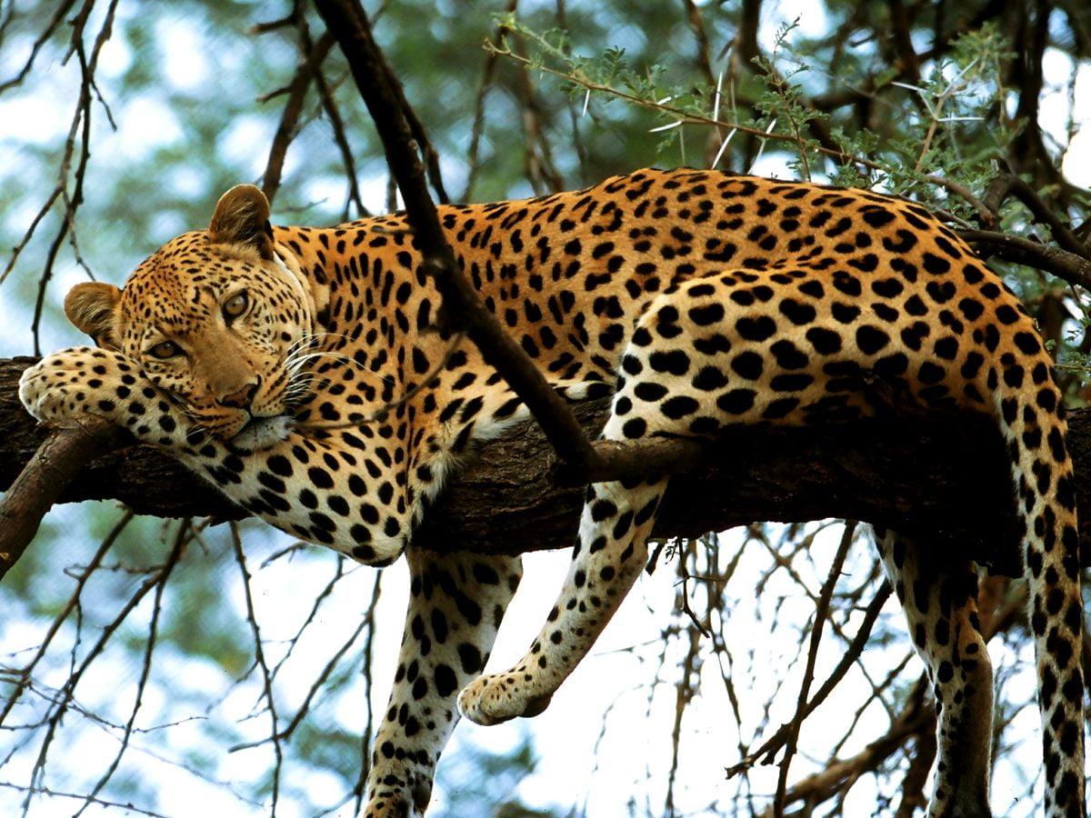 1200x900 Wallpaper Leopard, Wildlife, Animals. Download TOP Free background