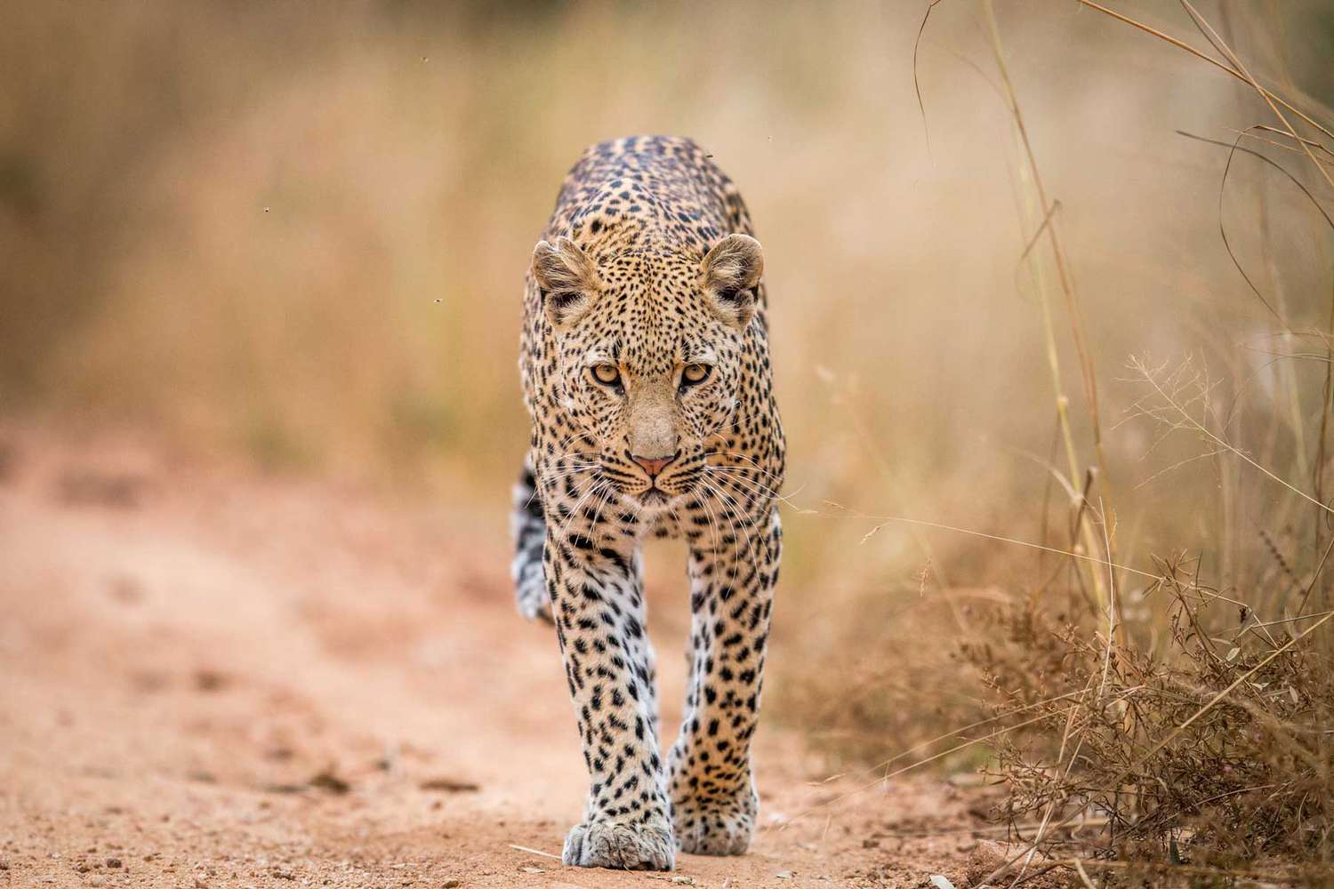 1500x1000 Leopard Walks Through South African Restaurant While Hunting for Its Breakfast in Stunning Video