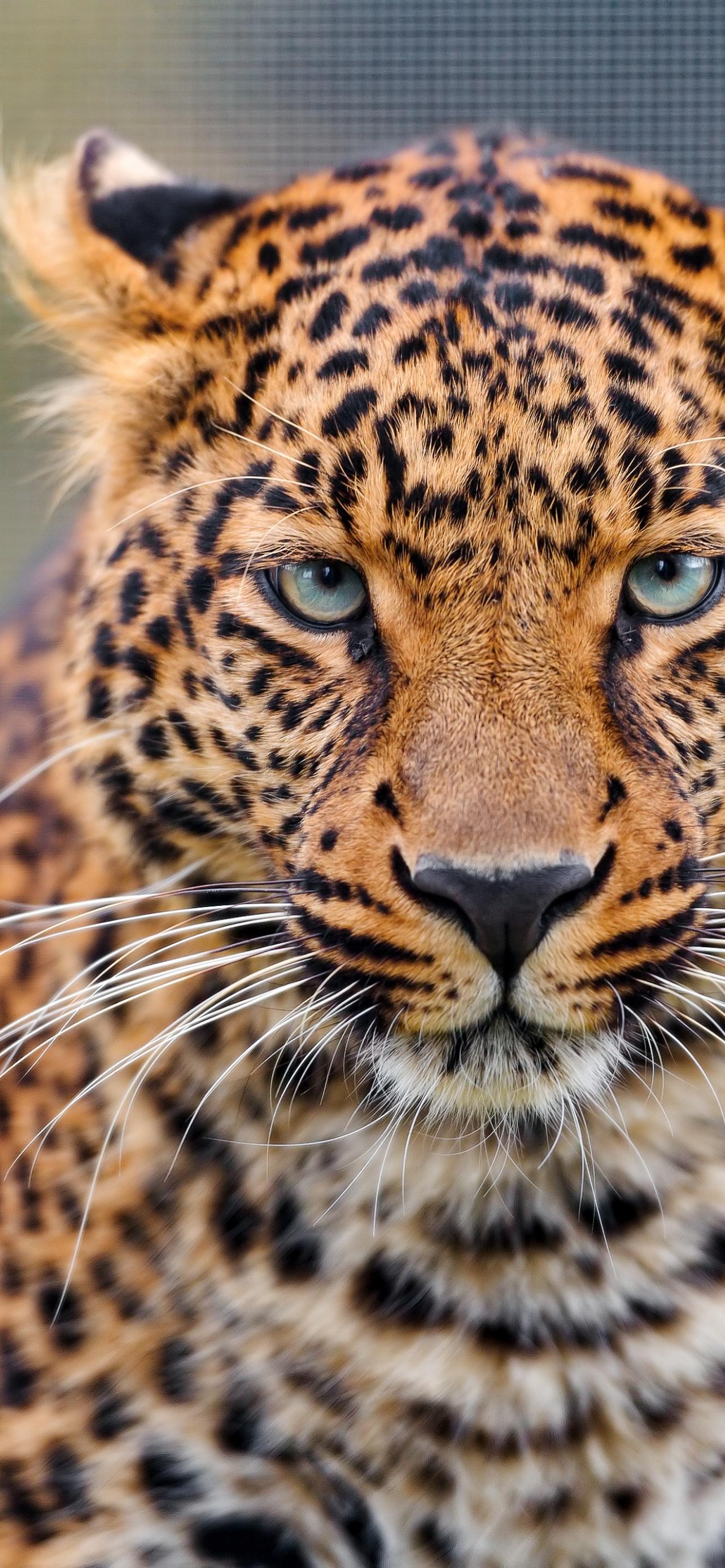 1284x2778 Leopard Wallpaper 4K, Zoo, Wild animal