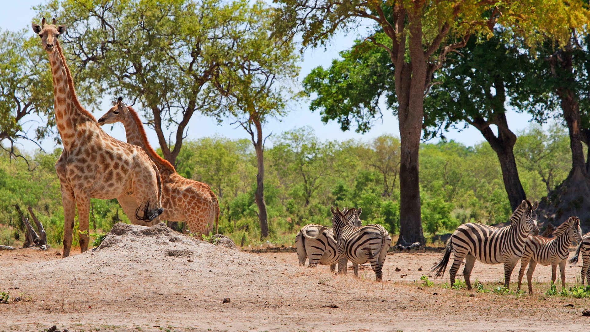 1920x1080 Wildlife conservation experience in South Africa, Oyster Worldwide