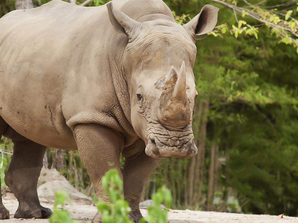 1024x768 The Big 5: Rhino Sky Adventures