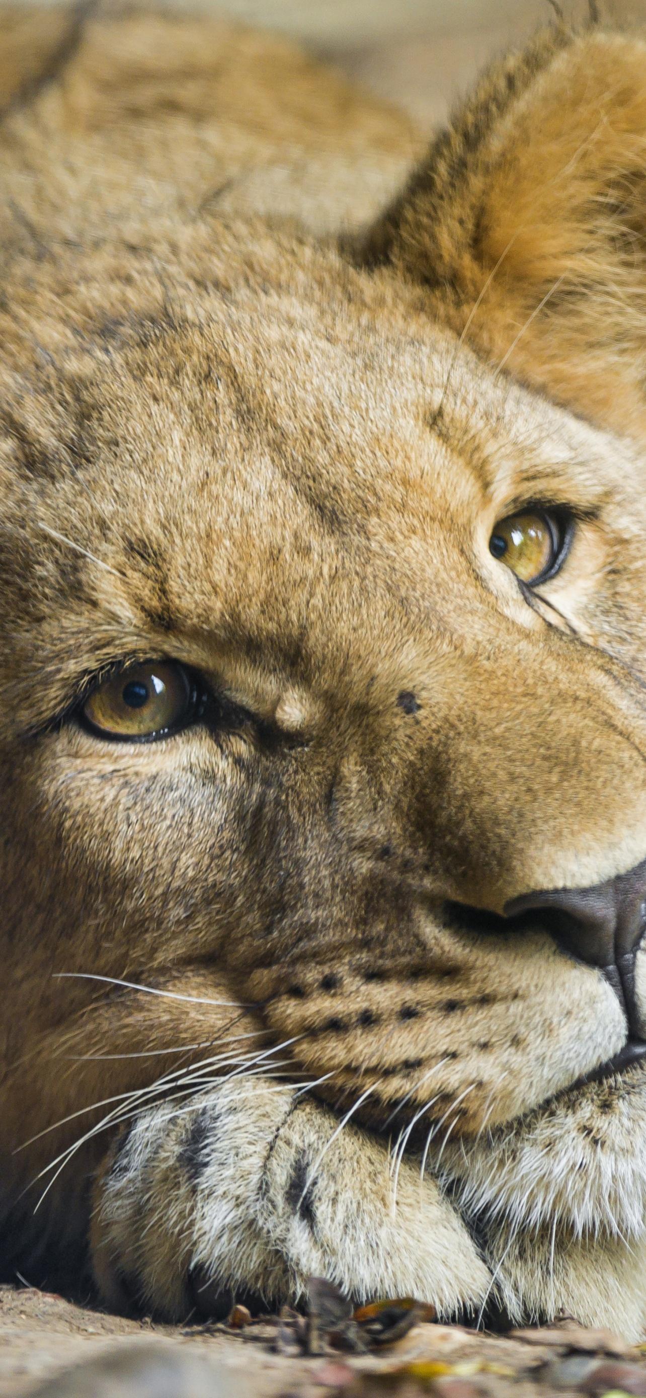 1284x2778 African Lion Wallpaper 4K, Cub, Big cat