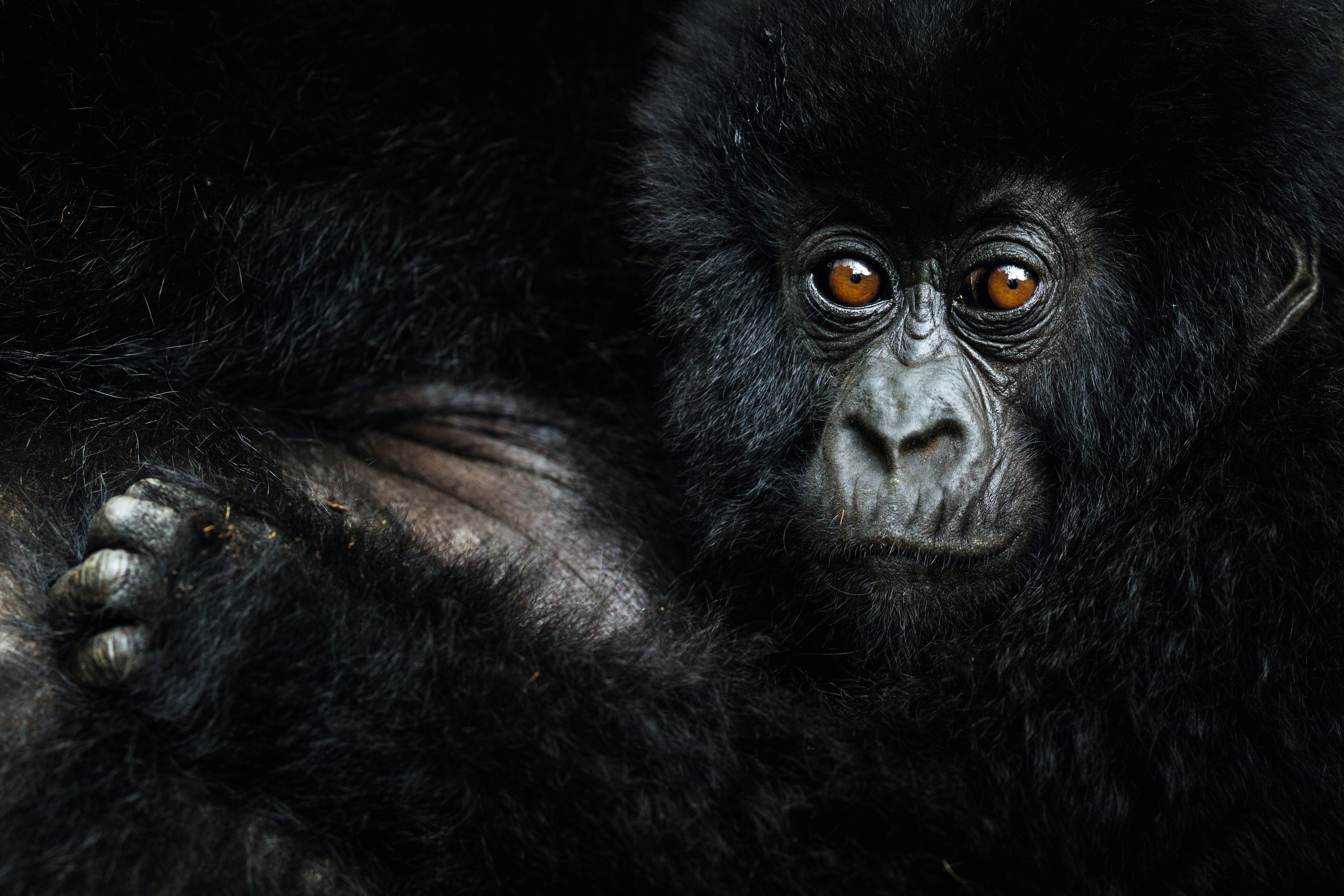 5184x3456 What are they and where to see The New Big 5. BBC Wildlife Magazine