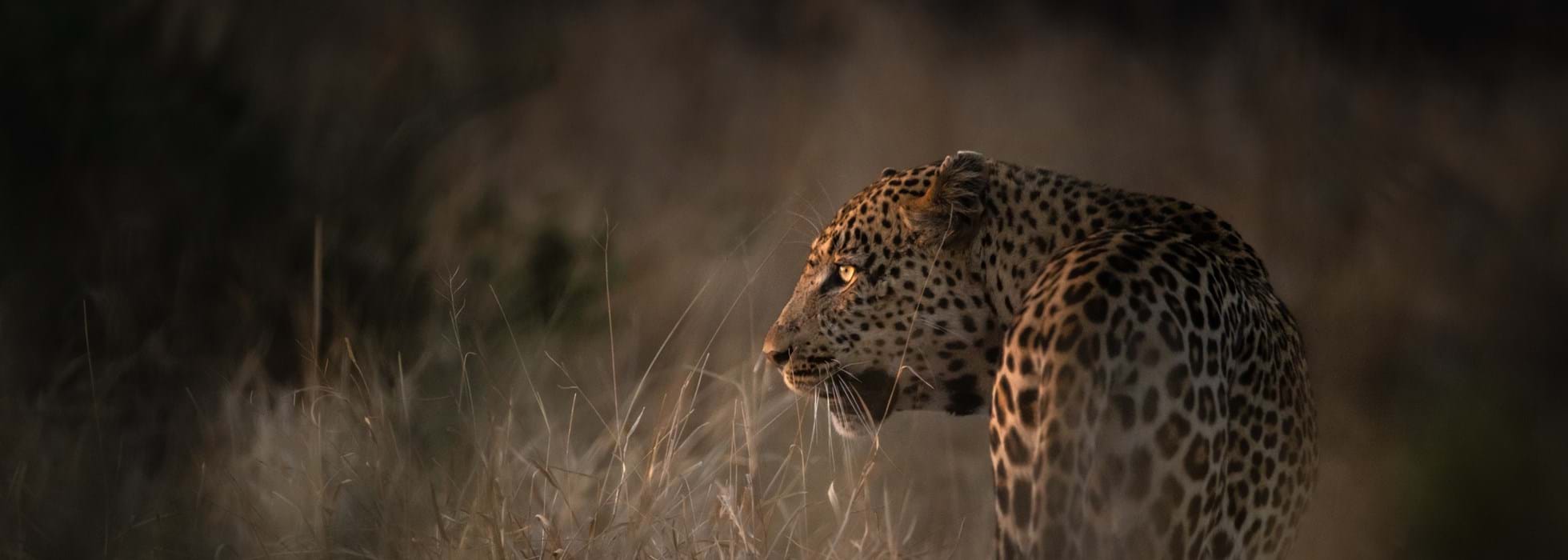 1960x700 Where to go in Africa to see leopards, Big 5. Yellow Zebra Safaris