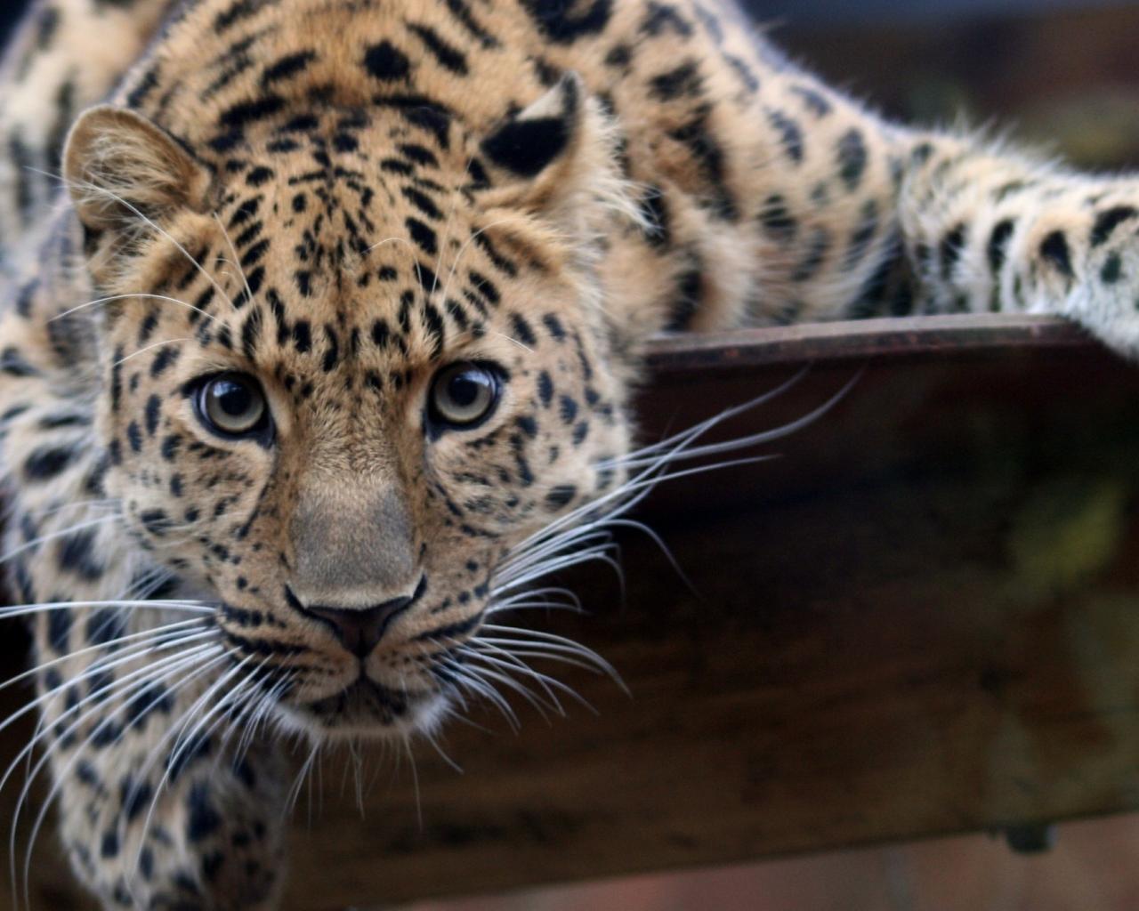 1280x1024 A beautiful big jaguar animal wallpaper