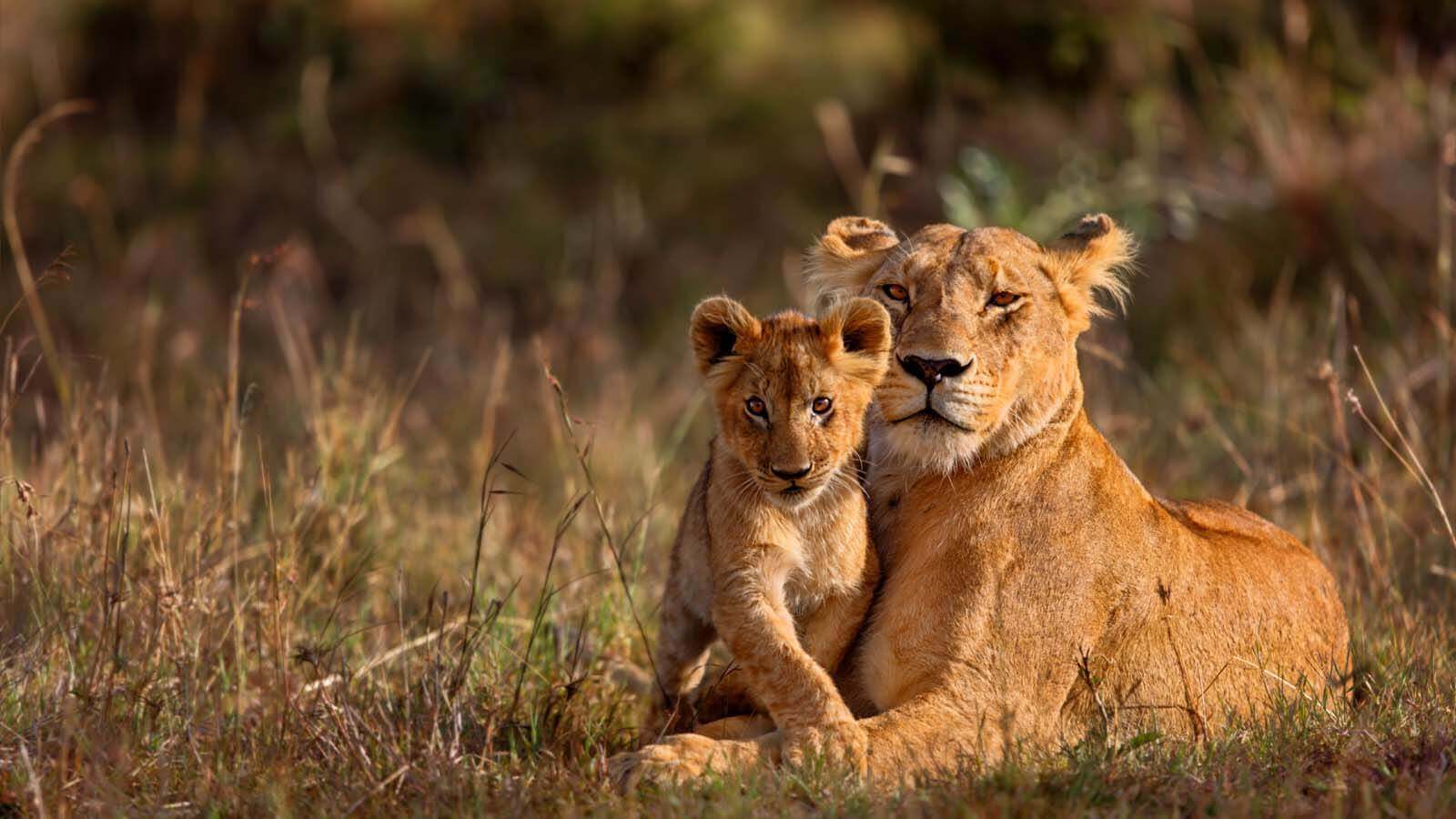 1600x900 Best places in Africa to see wildlife