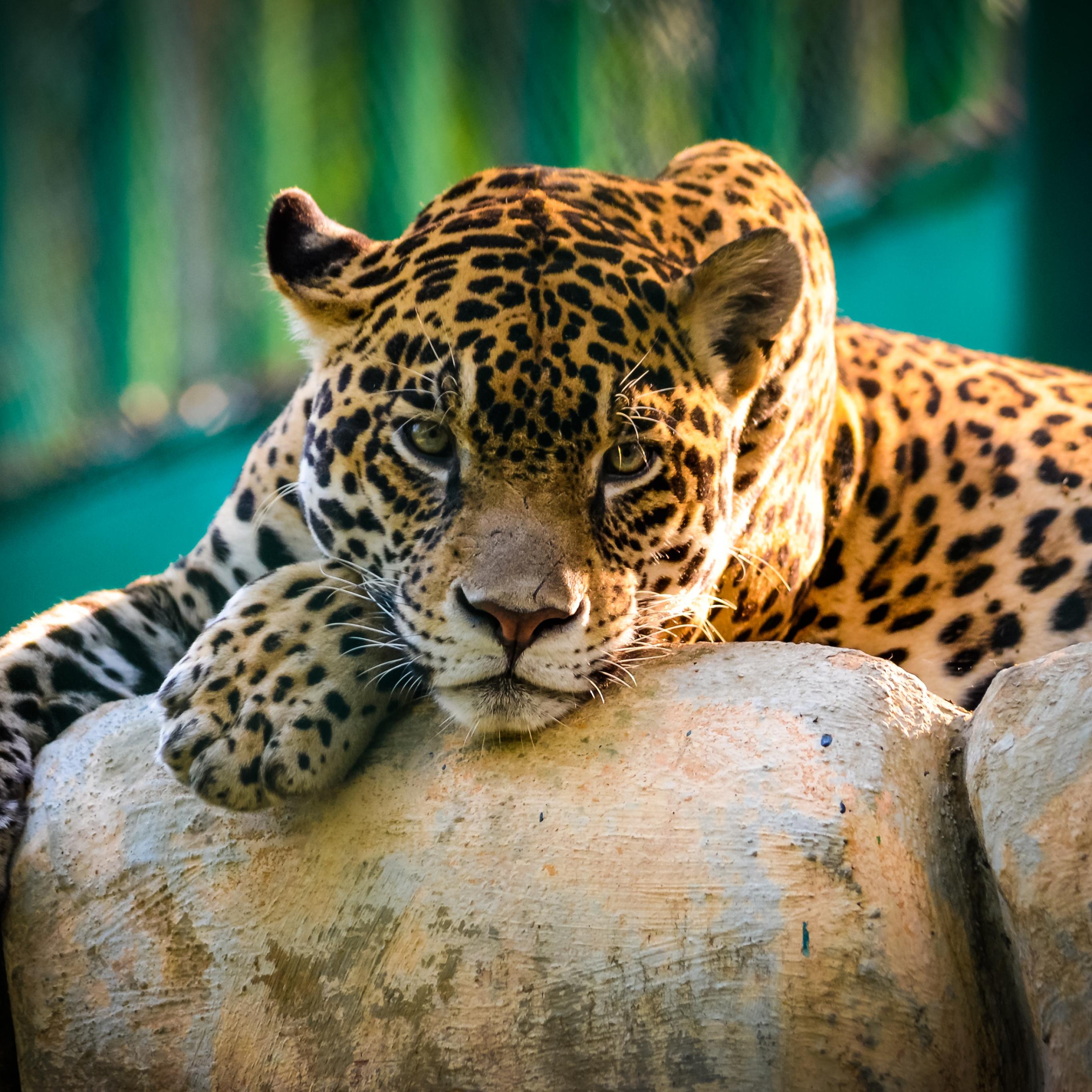2732x2732 Jaguar Wallpaper 4K, Wild animal, Carnivore