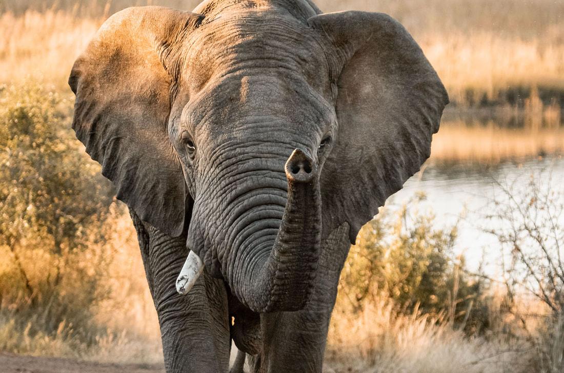 1100x728 What is the largest terrestrial animal? AND FREE FOUNDATION