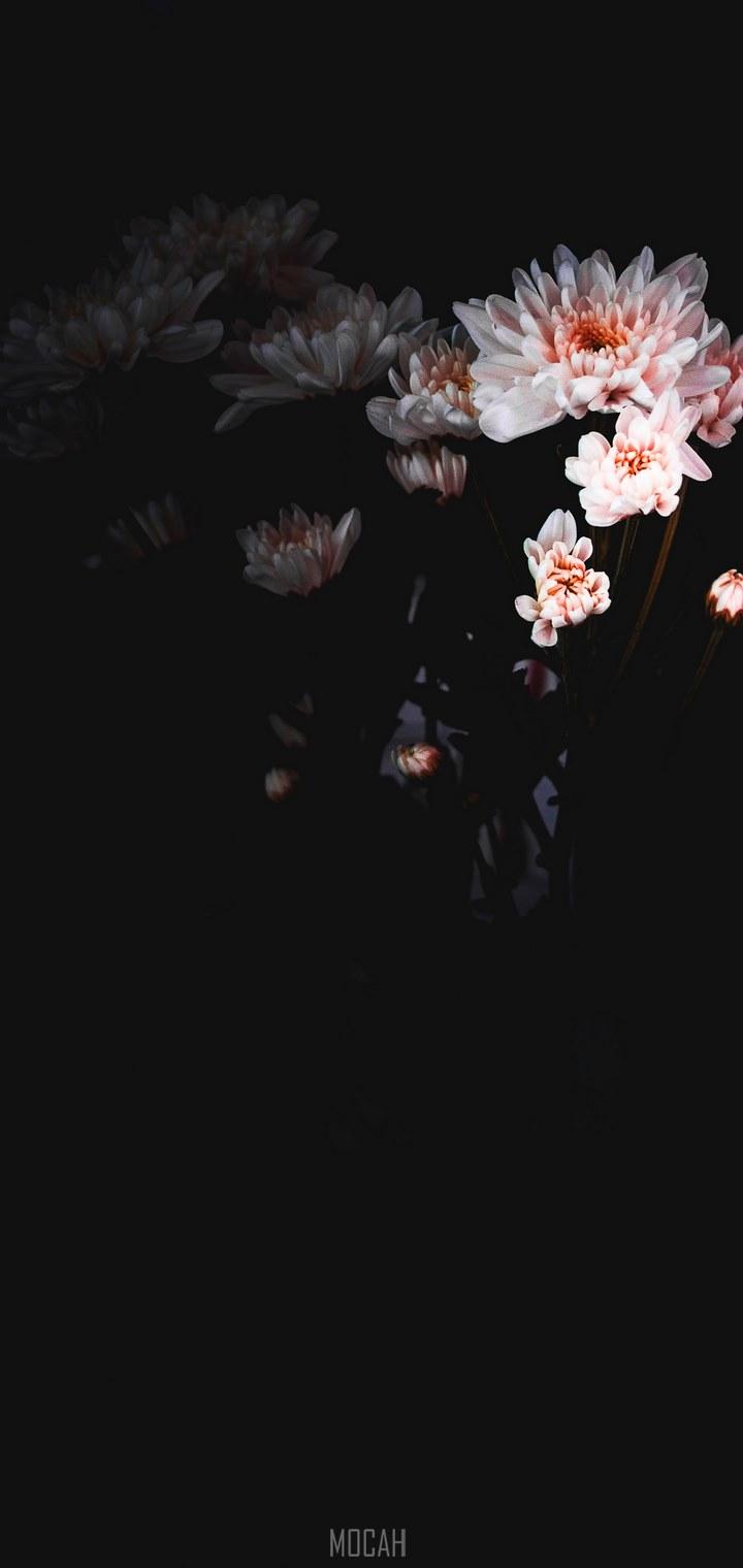 720x1520 white flowers with a dark background, _white flowers dark background, HTC Desire 19s wallpaper hd, 720x1520 Gallery HD Wallpaper