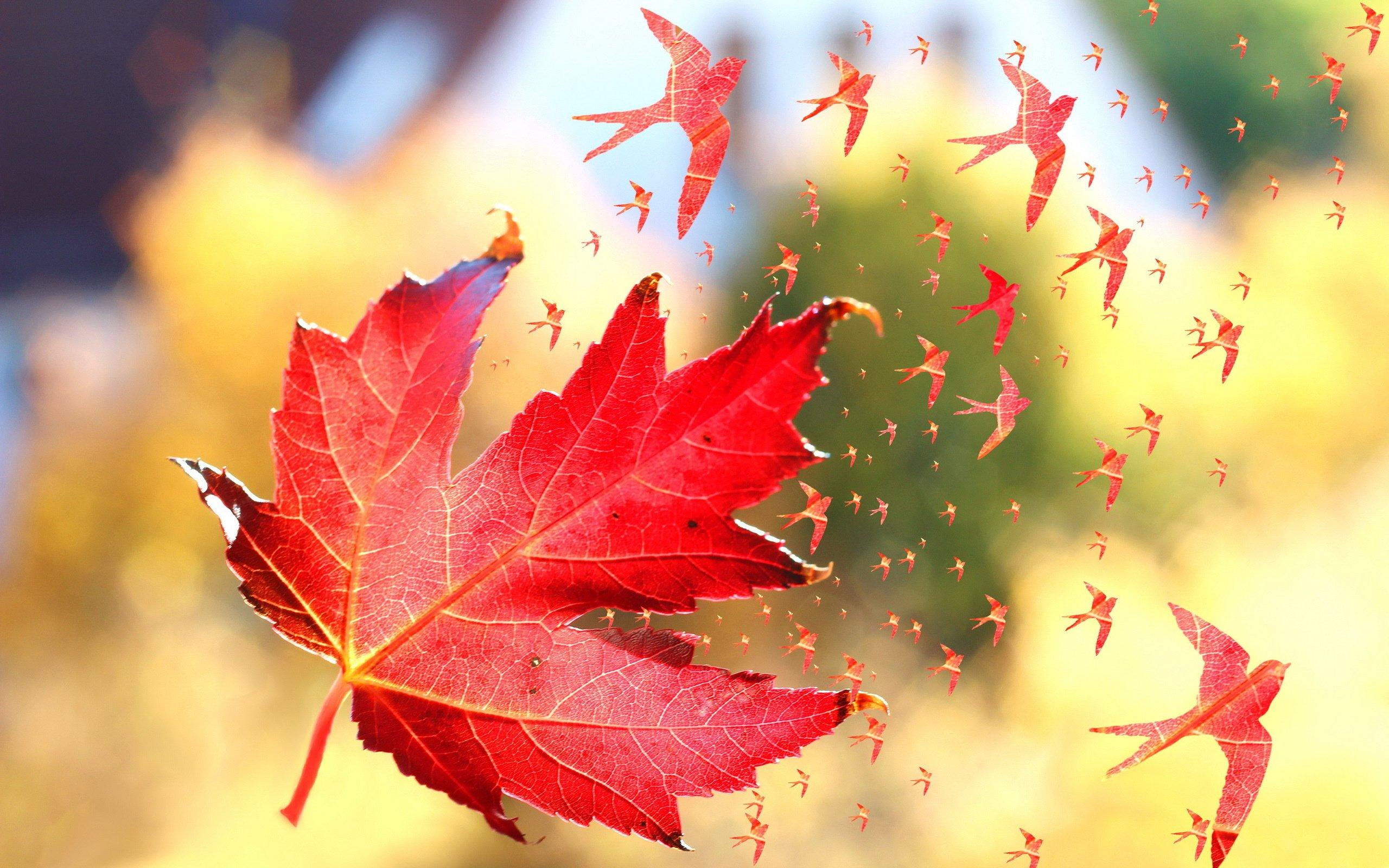2560x1600 Leave birds nature beauty beautiful red wallpaperx1600
