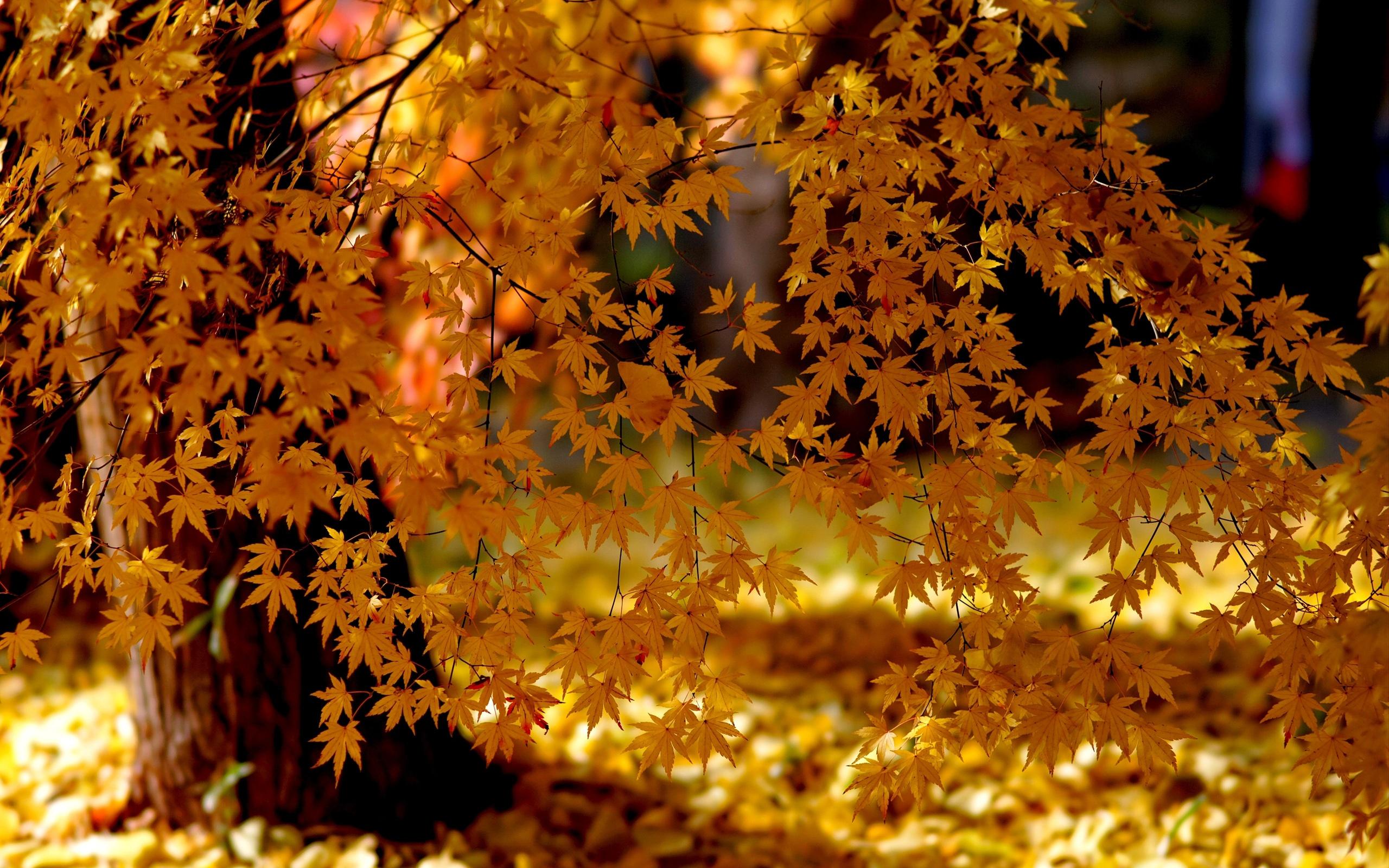 2560x1600 Wallpaper Yellow leaves, autumn, sunlight 2560x1600 HD Picture, Image