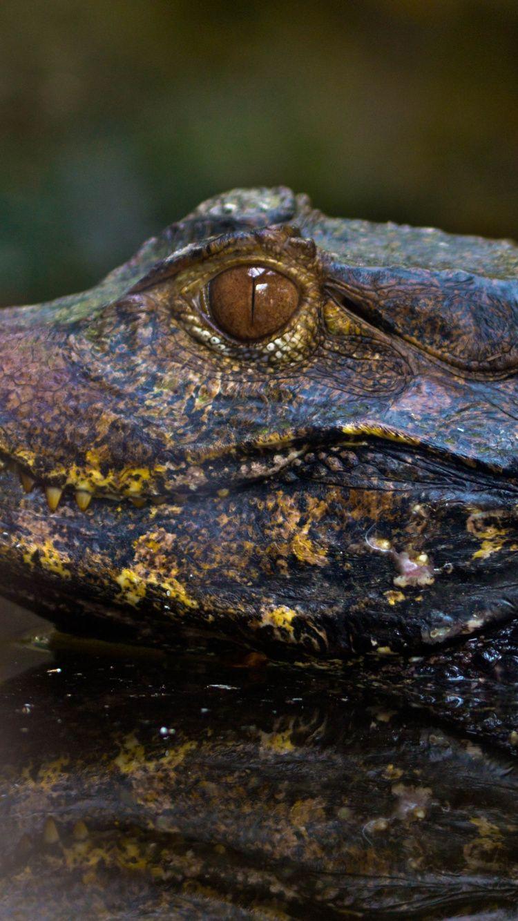 750x1334 Download 750x1334 wallpaper alligator, muzzle, reflections, animals
