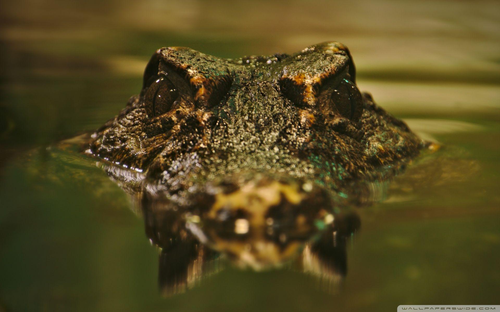 1920x1200 Crocodile Ultra HD Desktop Background Wallpaper for 4K UHD TV