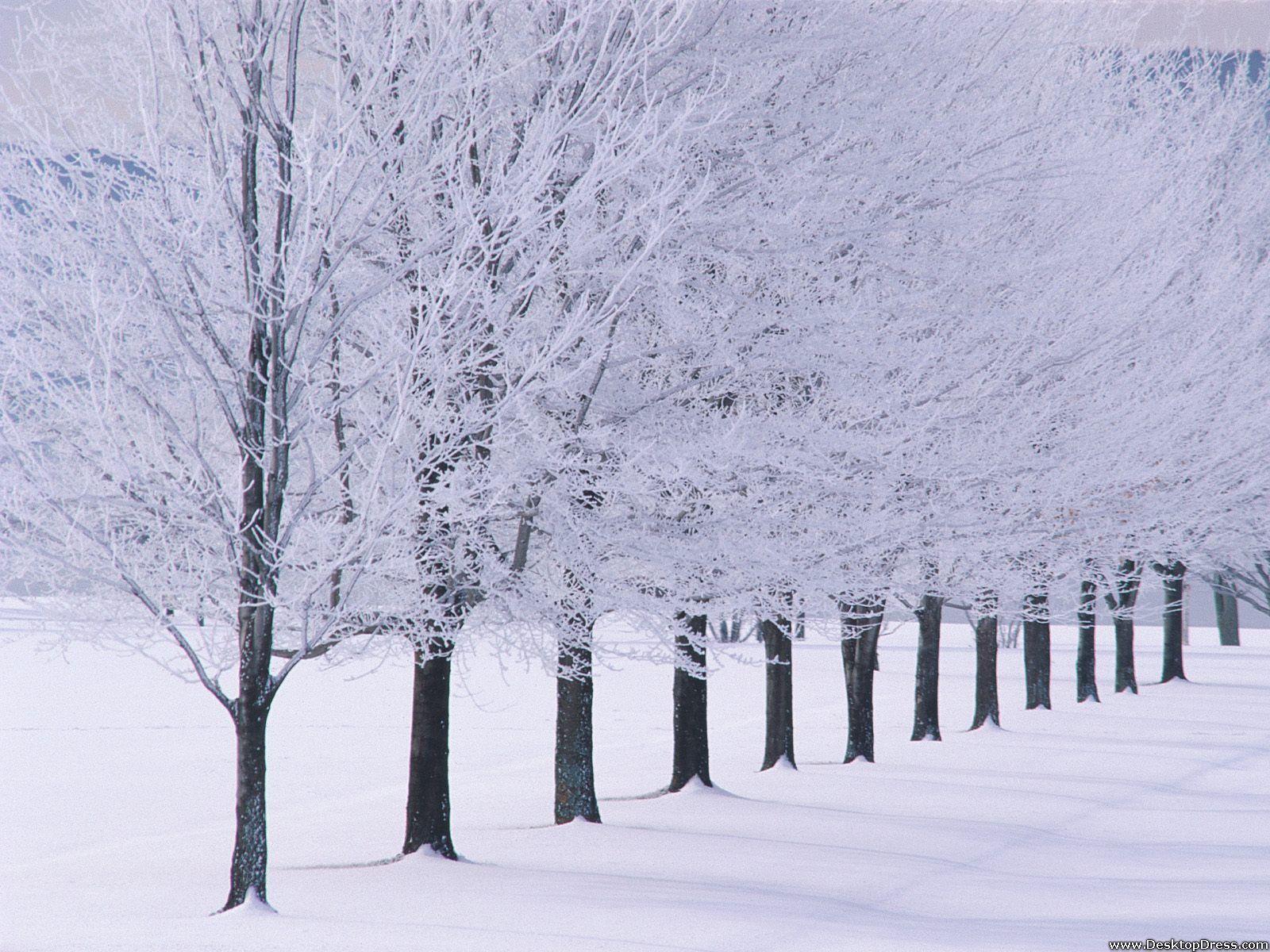 1600x1200 Desktop Wallpaper Natural Background Glimmerglass State Park