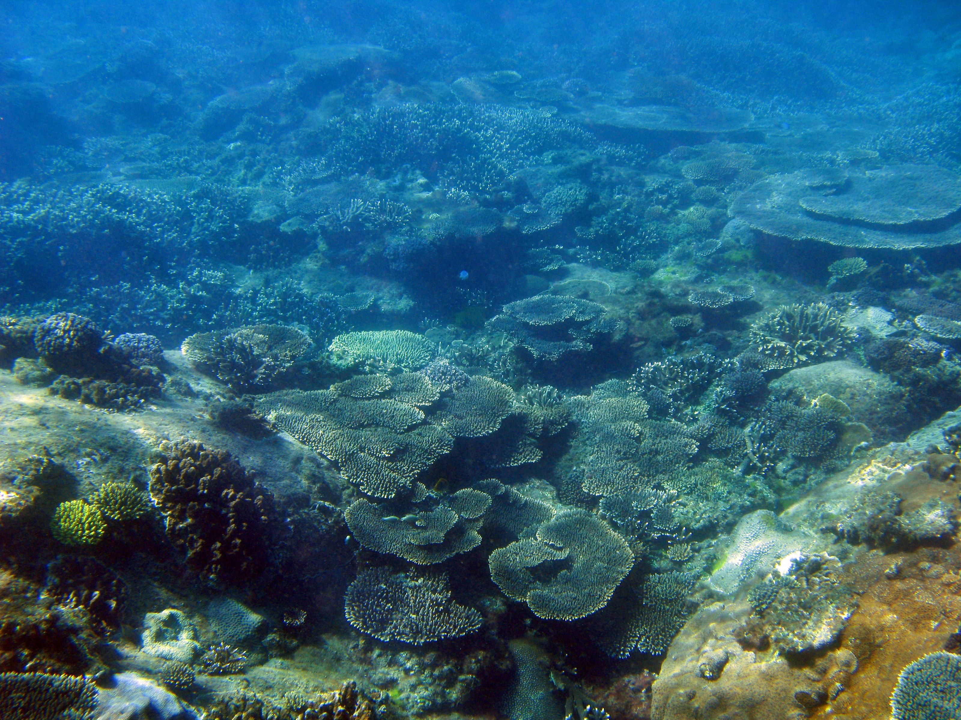 3200x2400 Coral Seascape 2363. Stockarch Free Archive